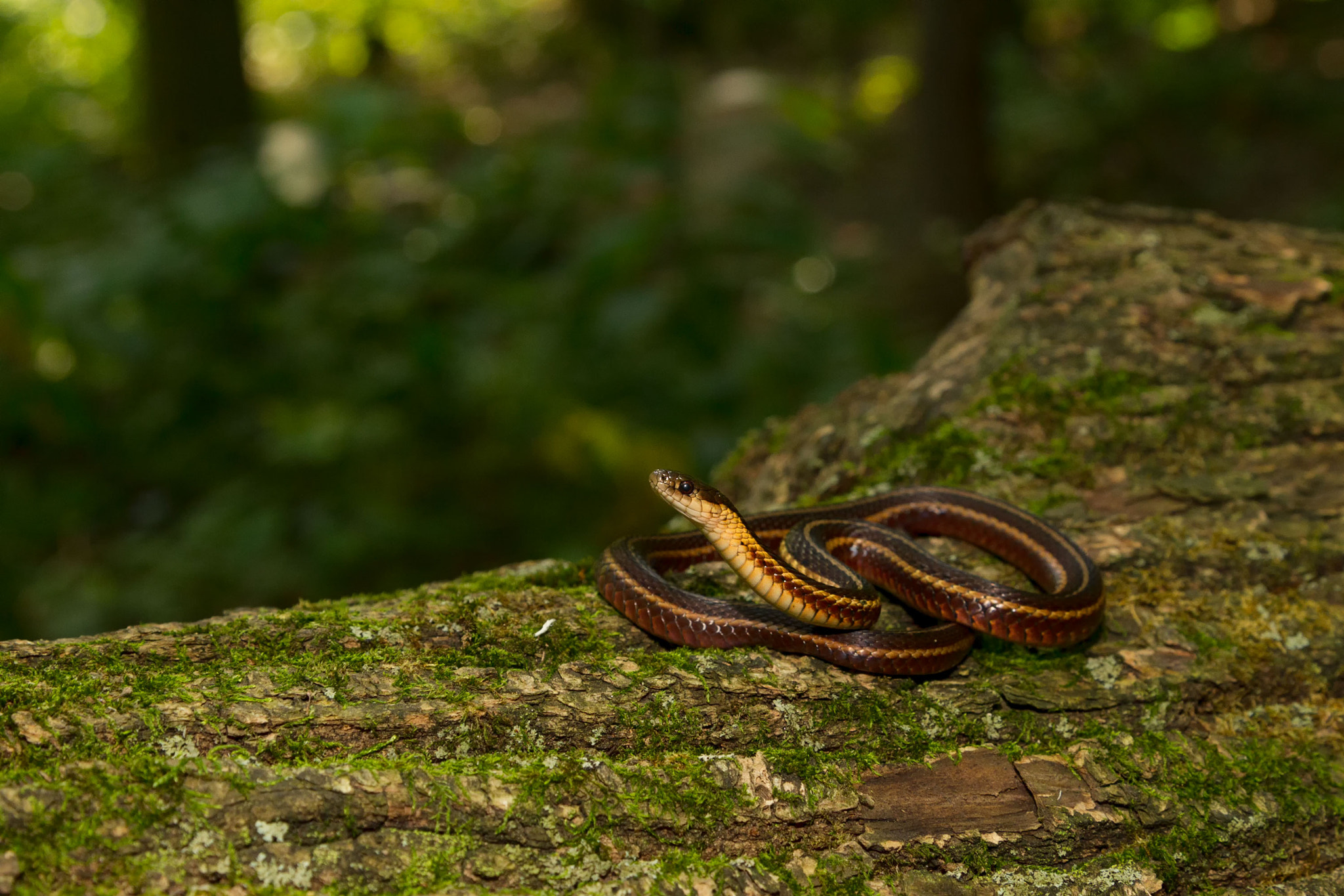 Canon EOS-1D Mark IV sample photo. Butlers garter snake photography