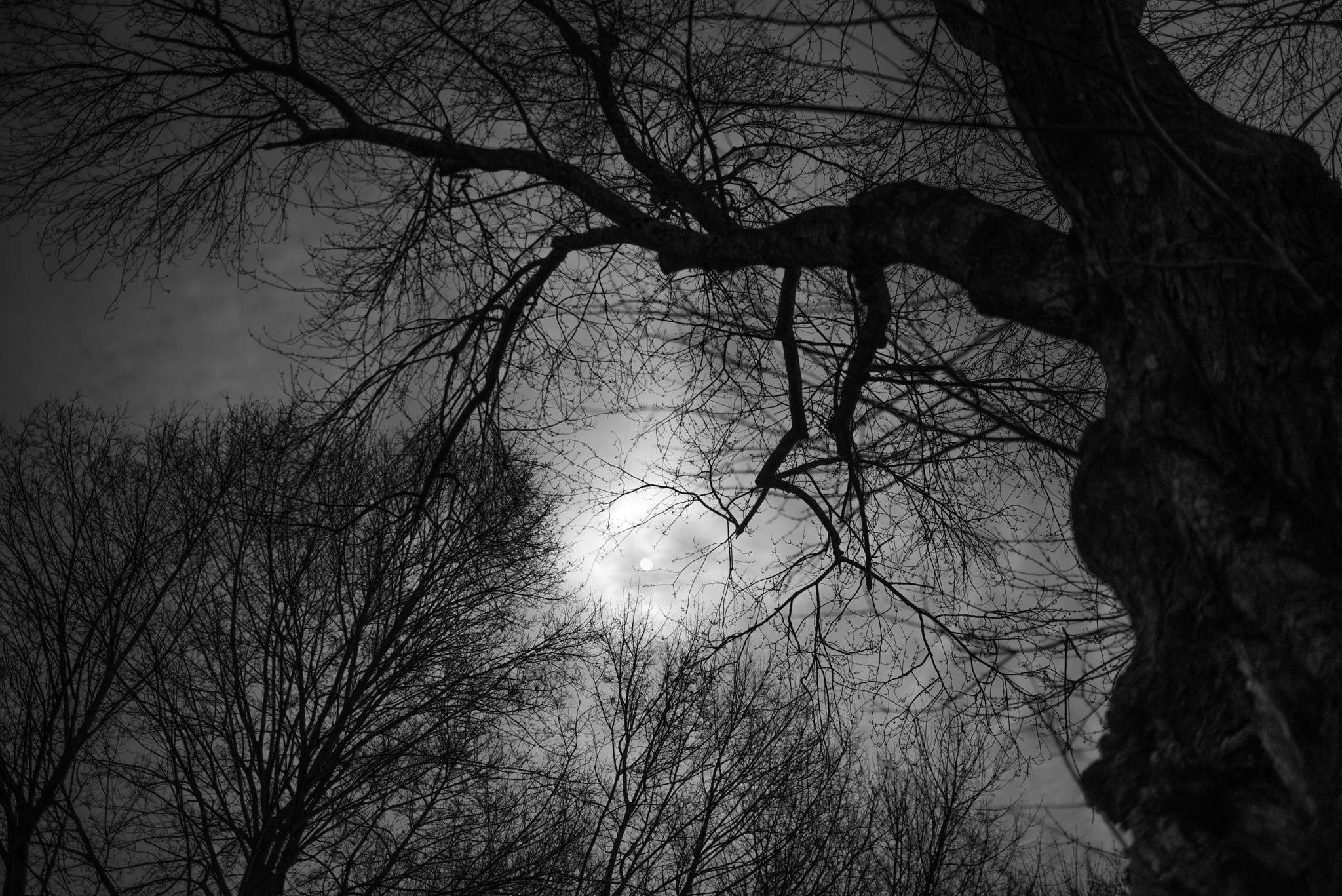 Pentax K-1 + Sigma 35mm F1.4 DG HSM Art sample photo. Reach for the moon photography