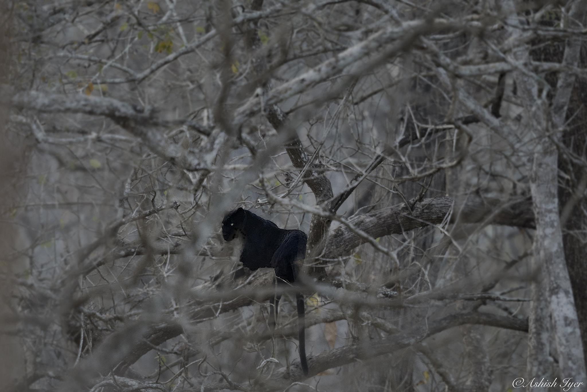 Canon EF 500mm F4L IS II USM sample photo. The elusive black panther photography