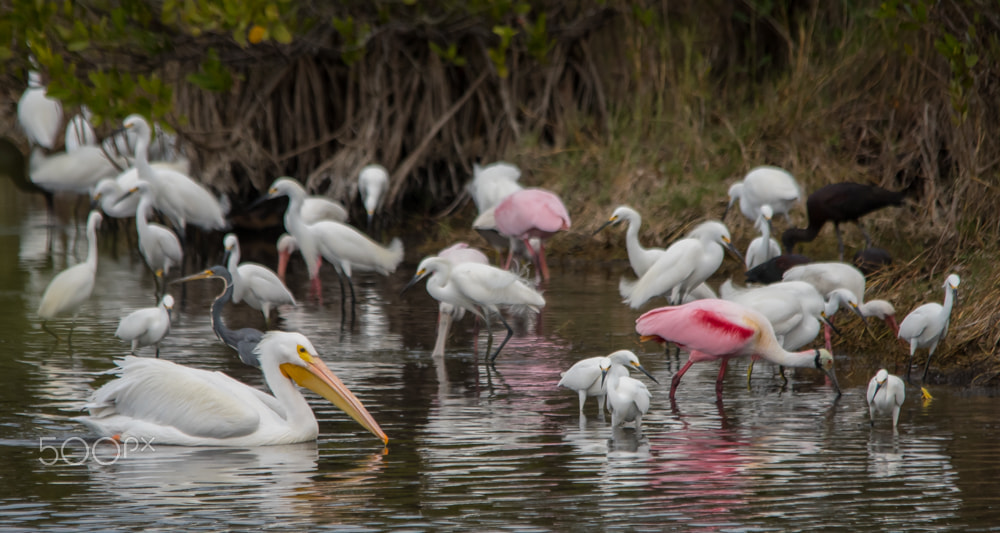 Nikon D500 + Sigma 150-500mm F5-6.3 DG OS HSM sample photo. Crowded photography