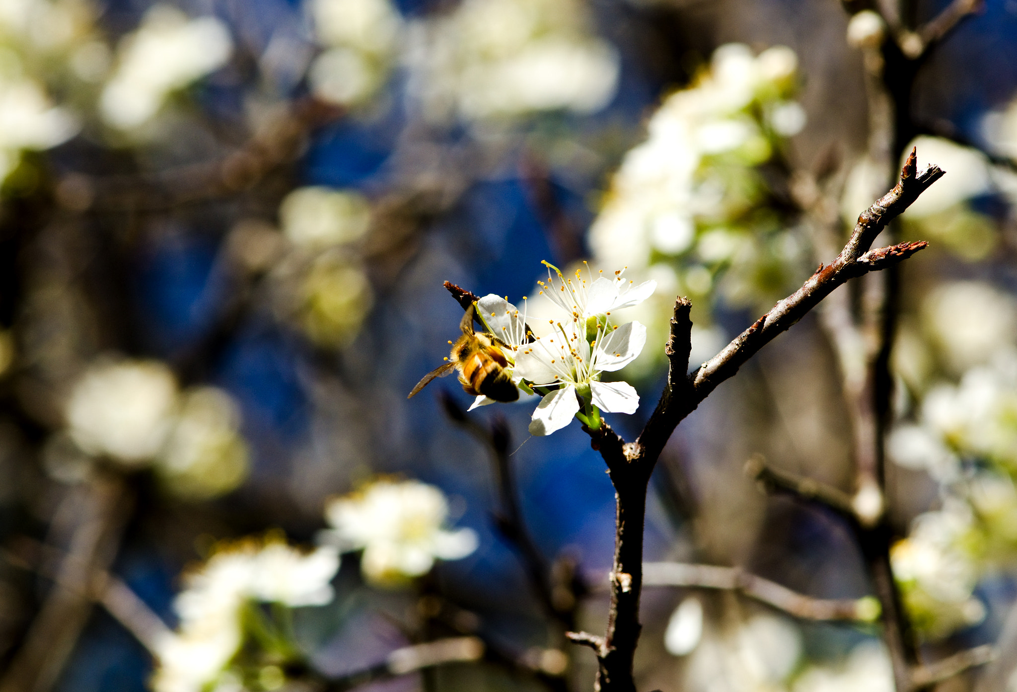 Nikon D7000 sample photo. Flowers photography