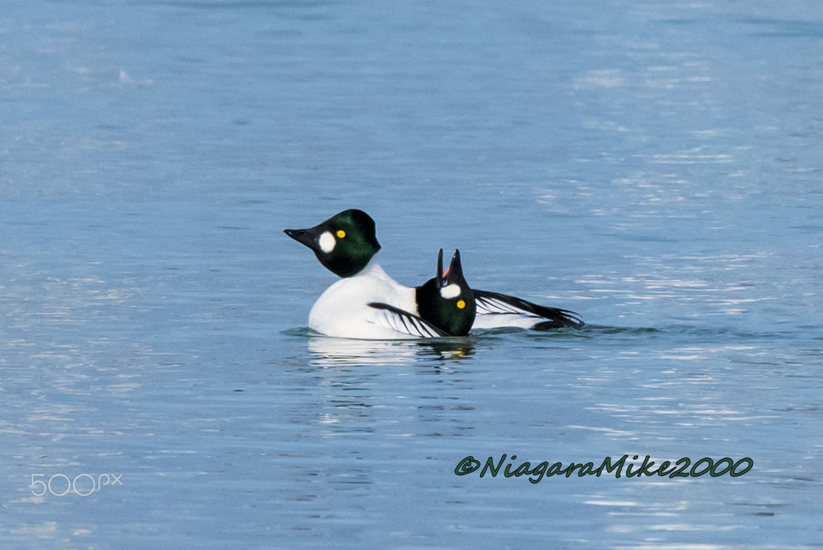 Nikon AF-S Nikkor 400mm F2.8E FL ED VR sample photo. Common male goldeneye display photography