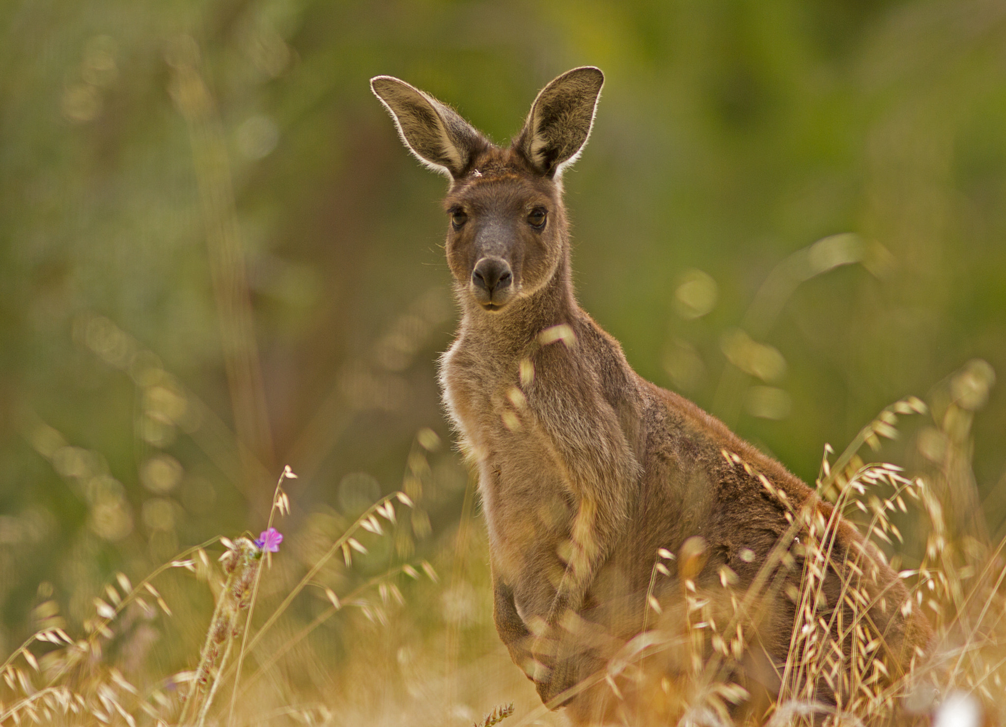 Canon EOS 550D (EOS Rebel T2i / EOS Kiss X4) + Canon EF 300mm F4L IS USM sample photo. Kangaroo photography