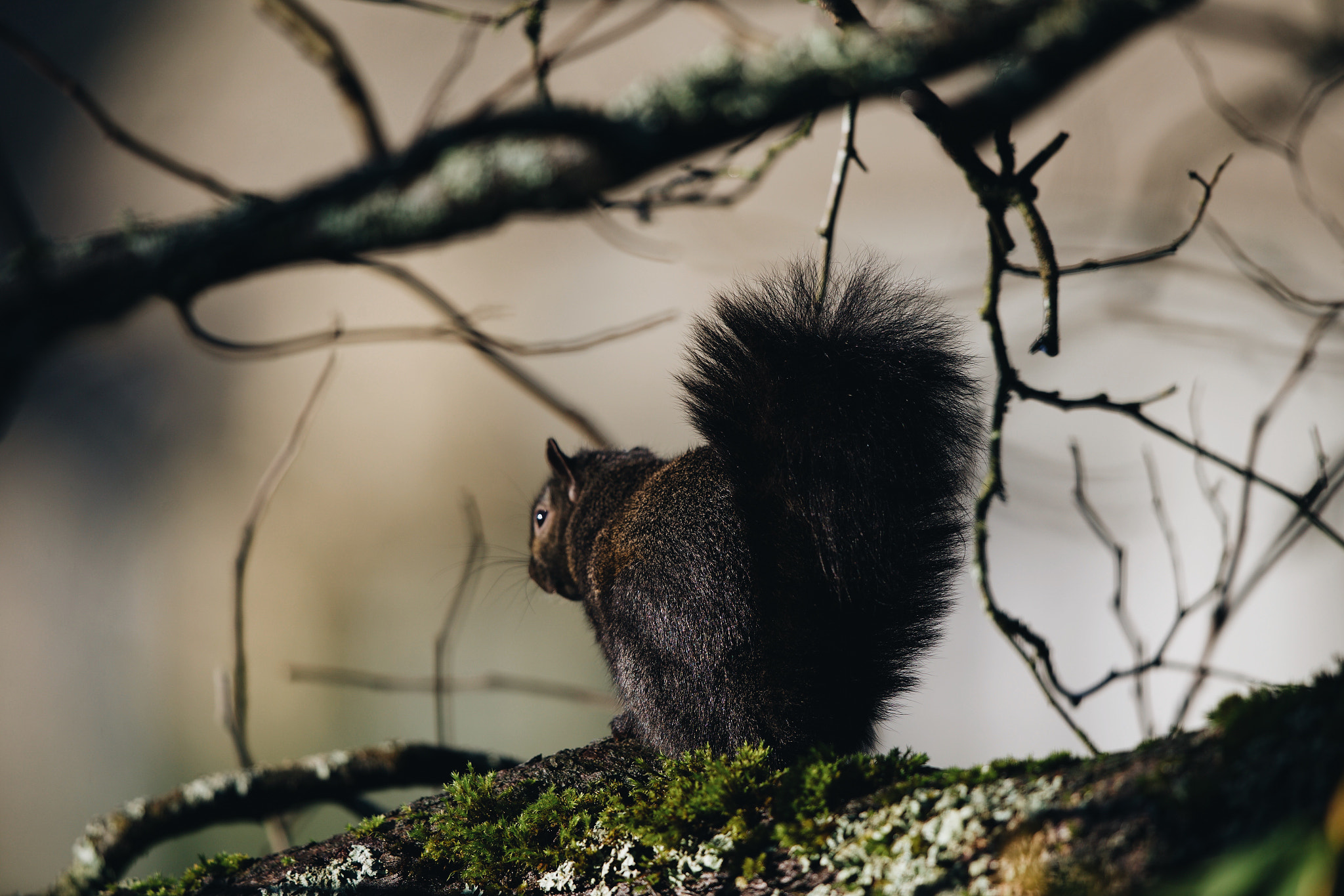 Canon EF 600mm F4L IS II USM sample photo. Spring photography
