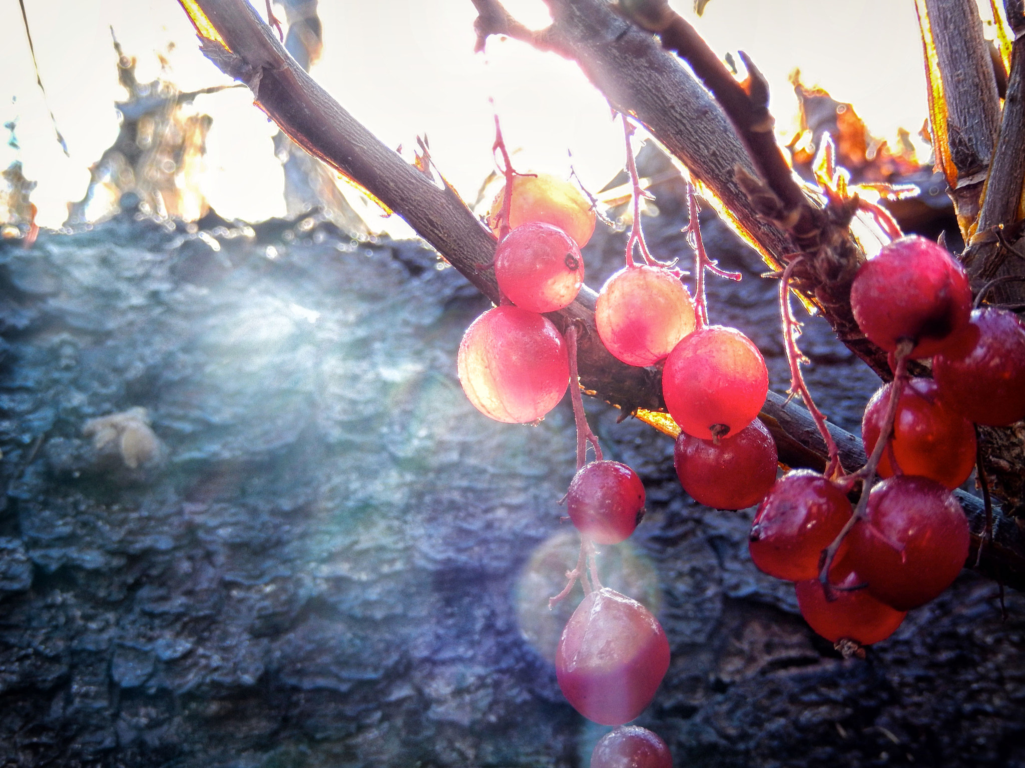 Nikon Coolpix S9500 sample photo. Sunlit berries photography