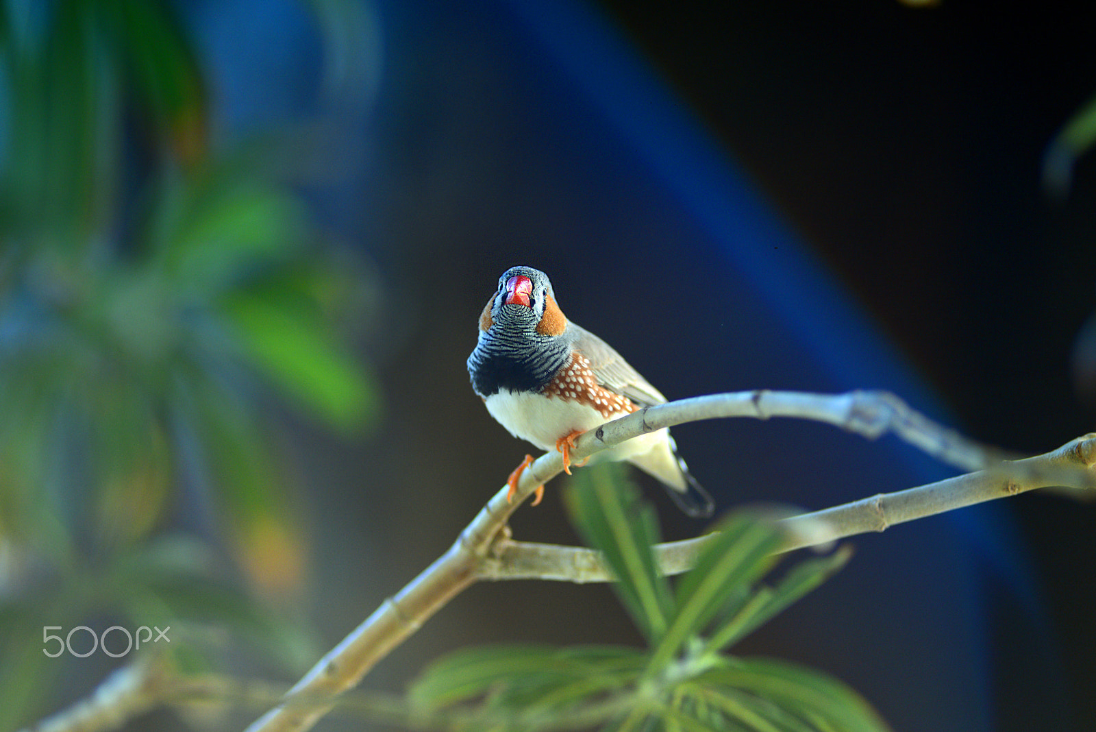 Nikon AF Nikkor 180mm F2.8D ED-IF sample photo. Little bird photography