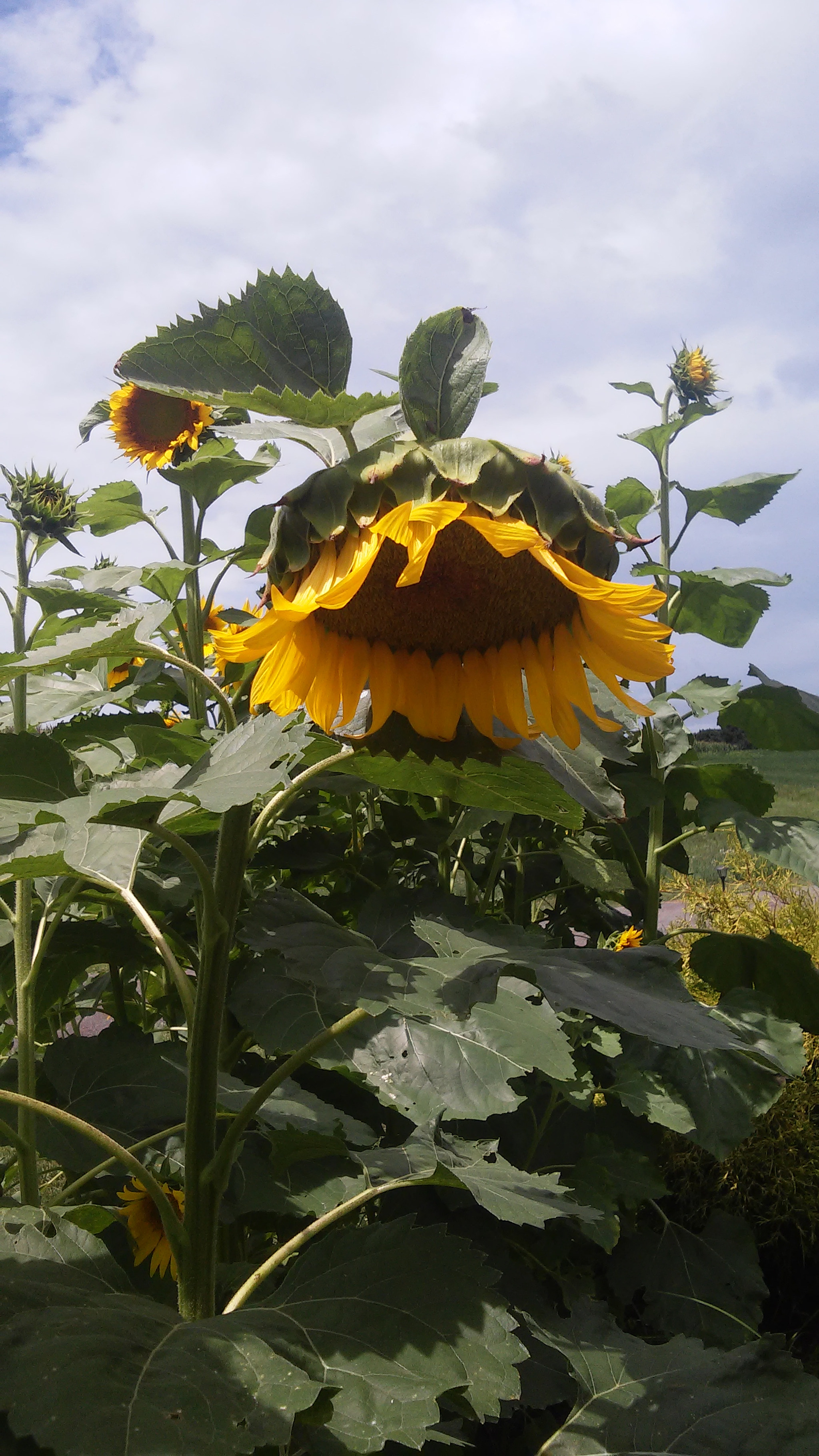 LG VOLT sample photo. Sunflower  photography