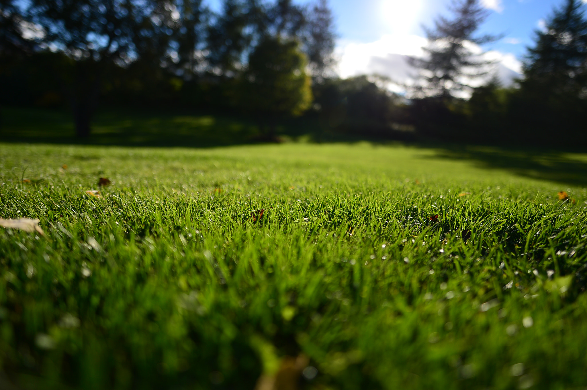 Nikon Df + Nikon AF-S Nikkor 20mm F1.8G ED sample photo. On the grass @ arctic-alpine botanic garden photography