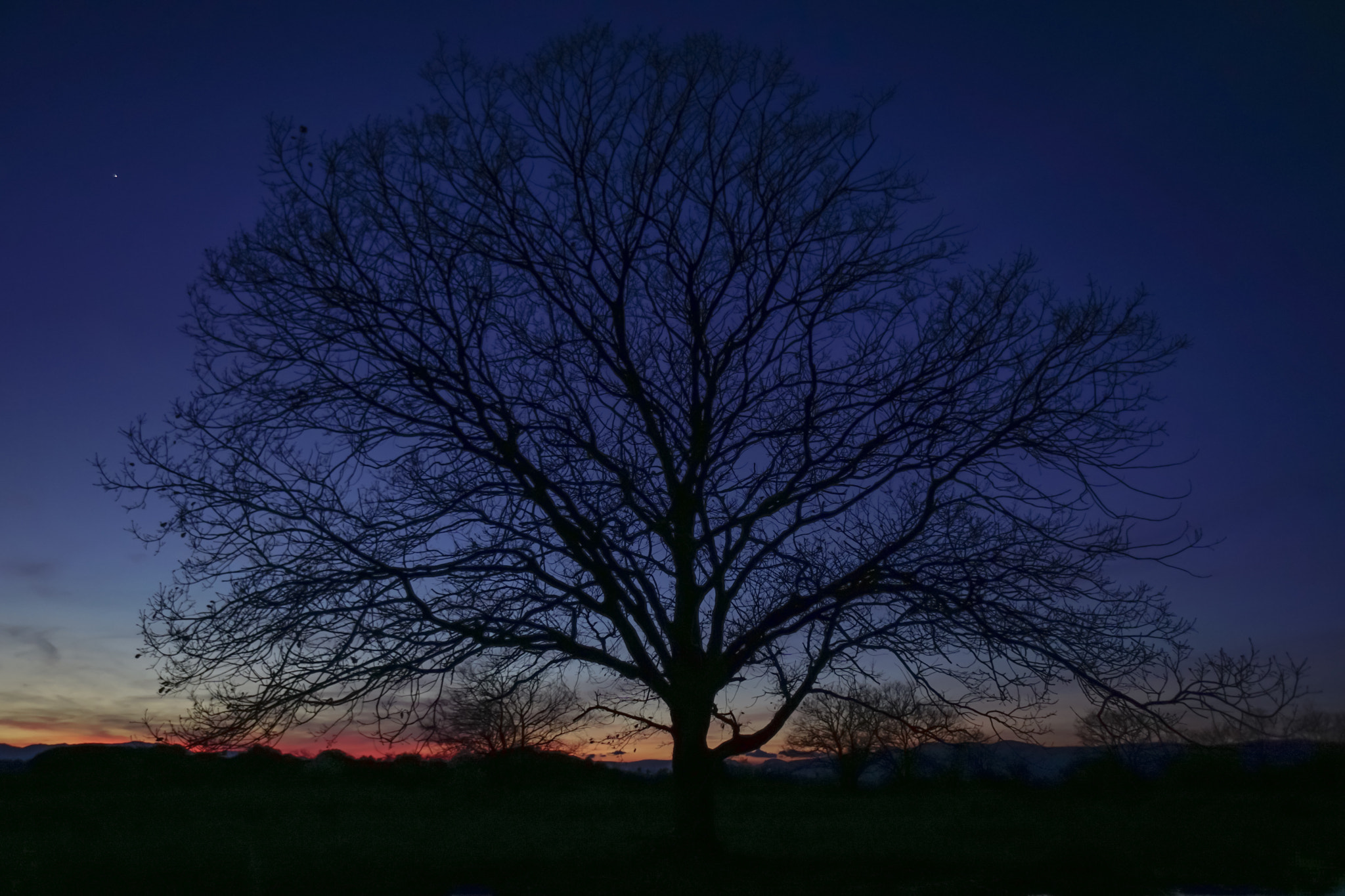 Sony a6000 + Sony E 16mm F2.8 sample photo. Tree. photography
