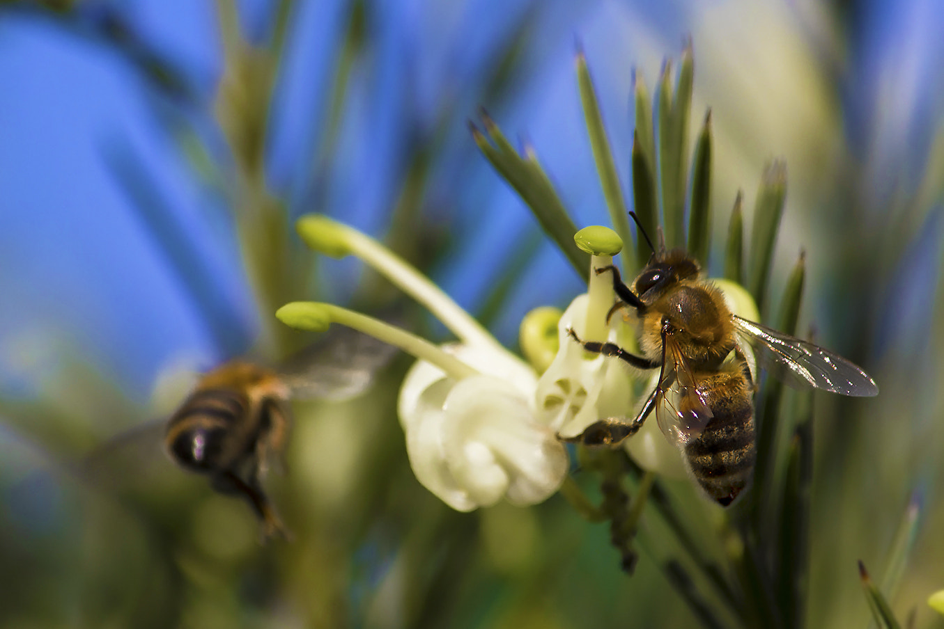 Canon EOS 60D sample photo. Bees on business photography