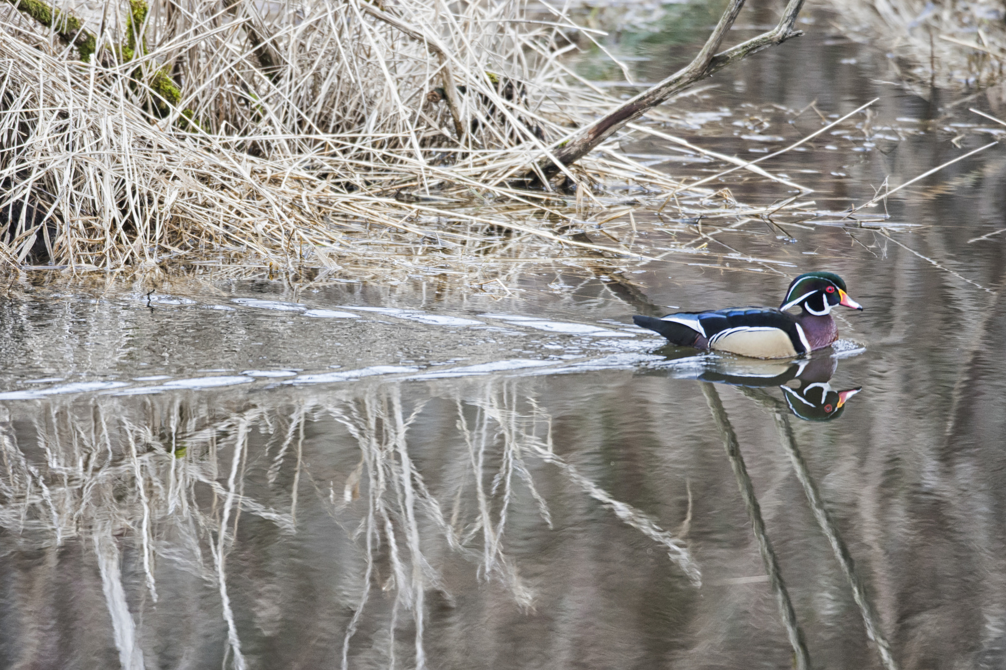 Canon EOS-1D Mark III + Canon EF 600mm f/4L IS sample photo. Wood duck swimming photography