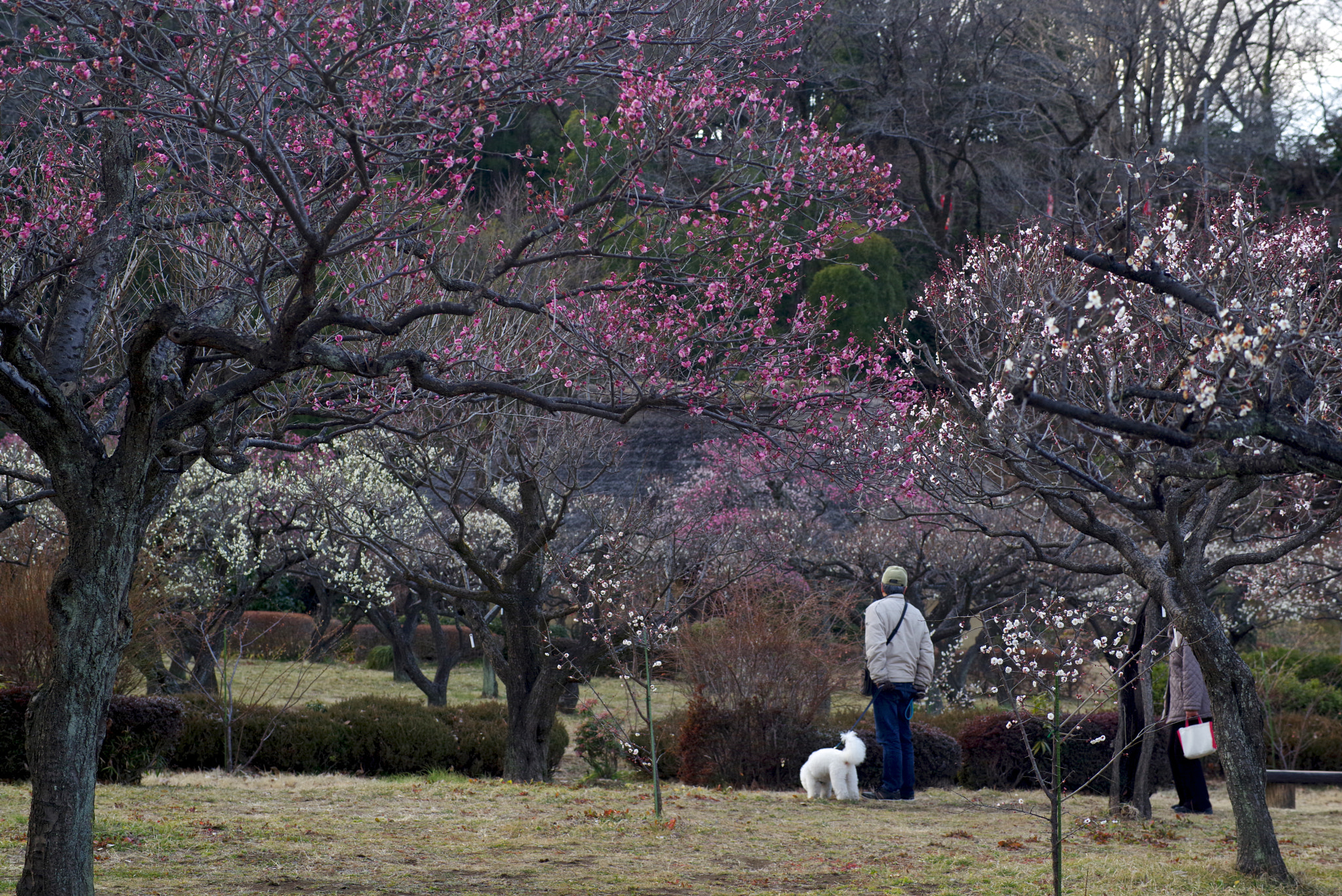 Pentax K-1 + Sigma sample photo. Plum forest photography