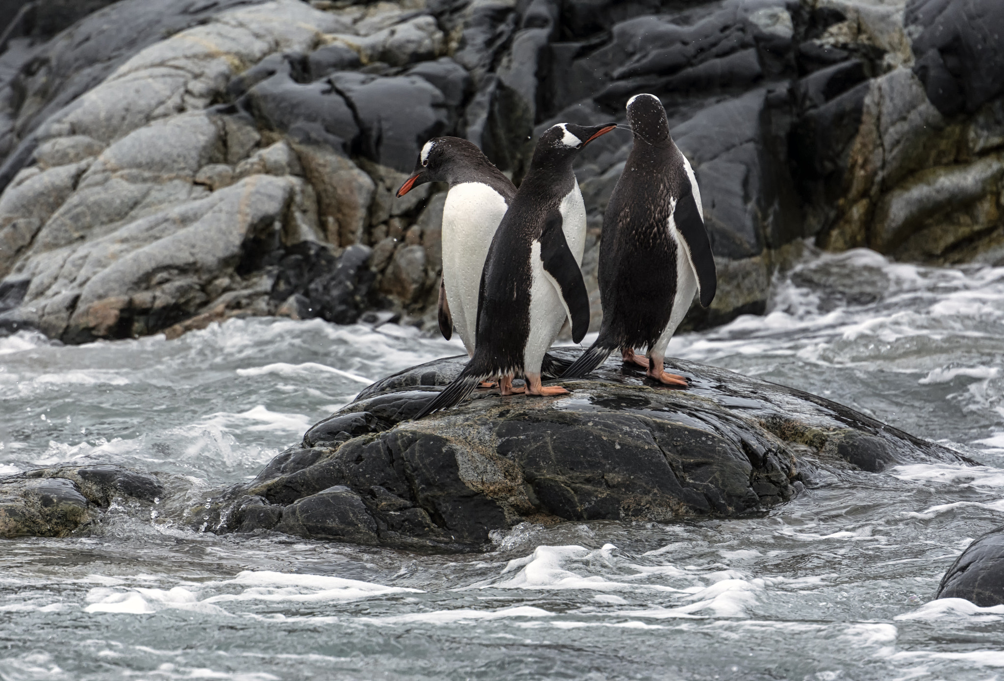 Nikon D7200 sample photo. Pinguinos y el mar photography