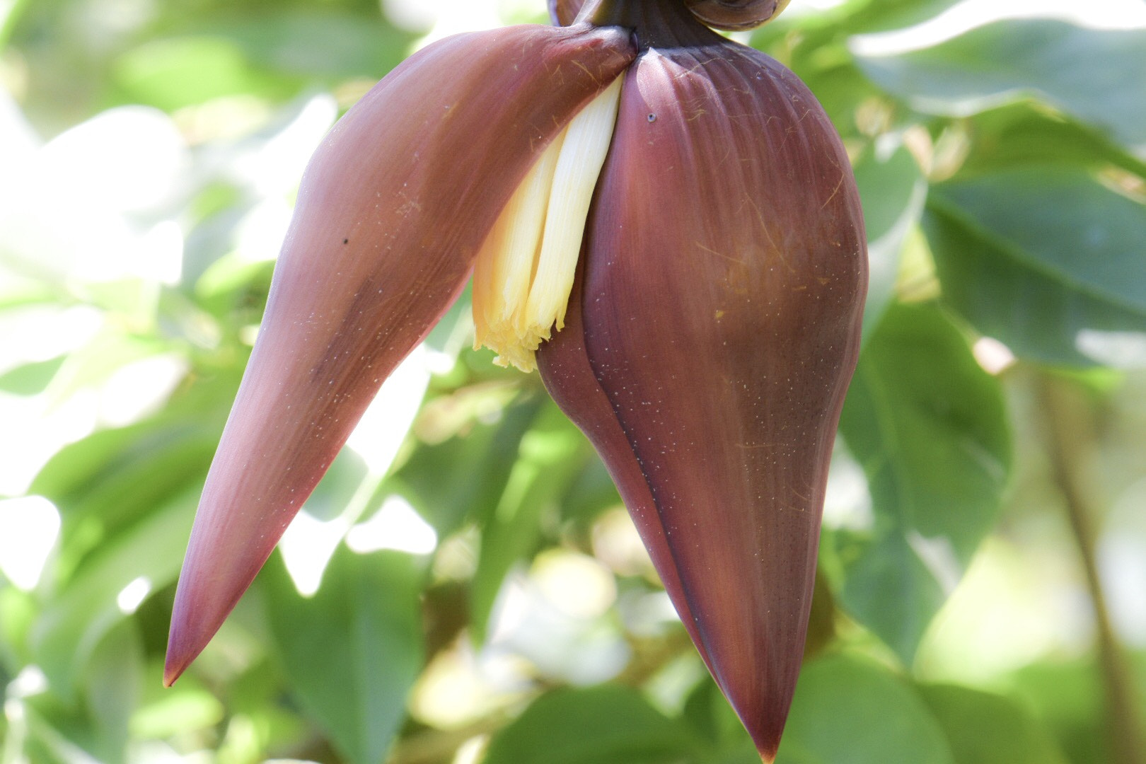 Nikon AF-S Micro-Nikkor 105mm F2.8G IF-ED VR sample photo. Plantains flower photography