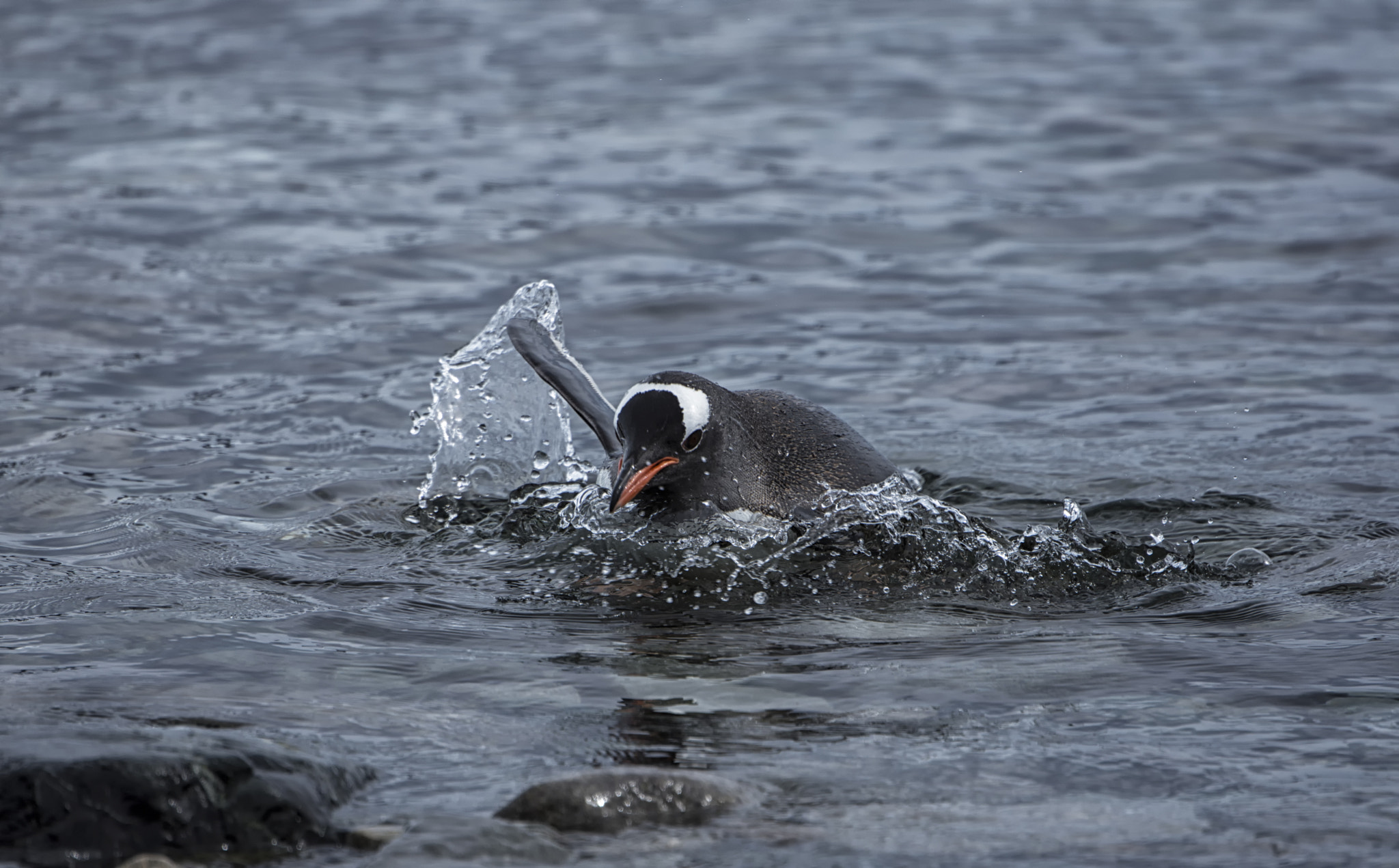 Nikon D7200 sample photo. Pinguino nadando photography