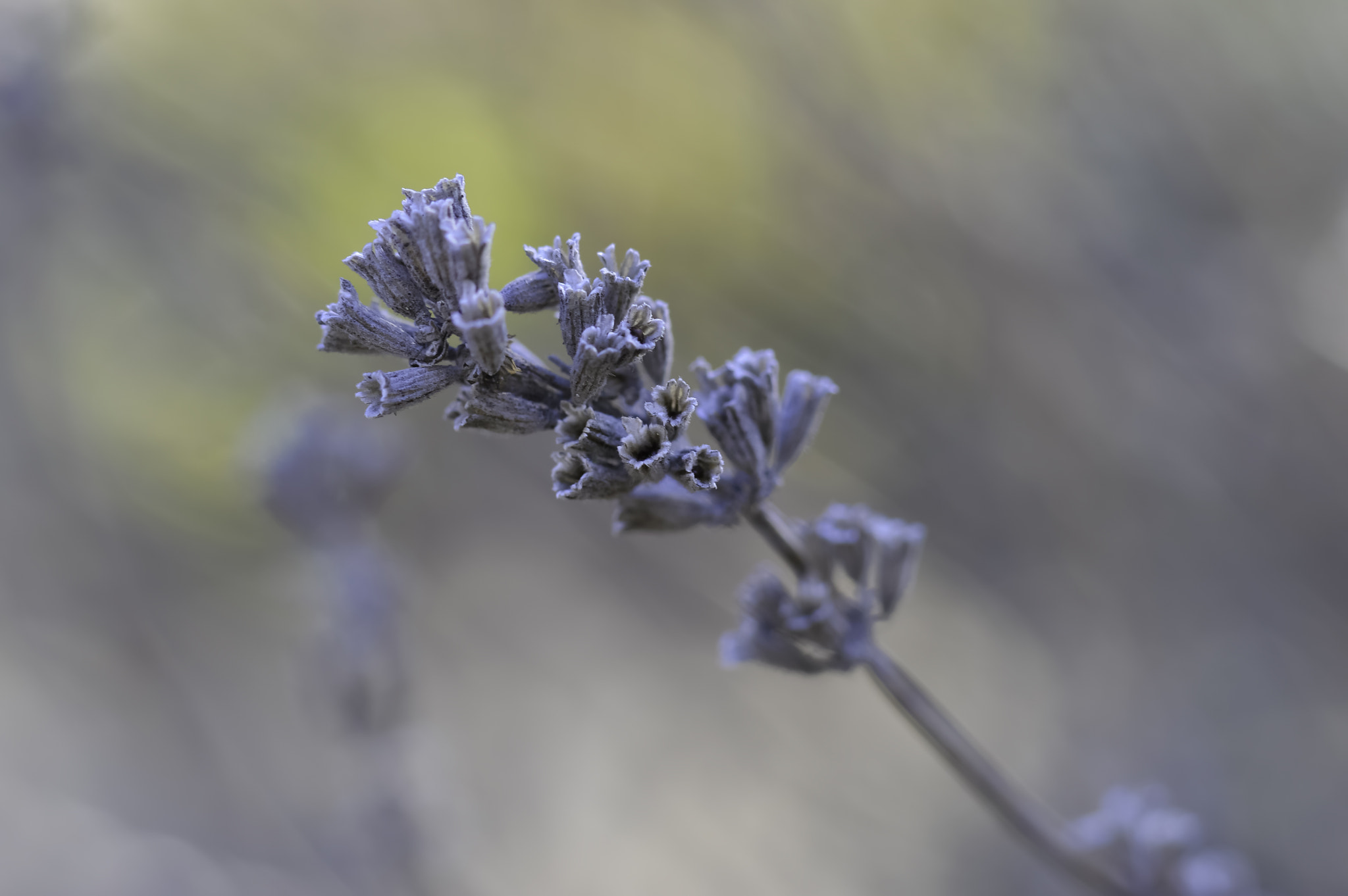 Nikon D3200 + Tamron SP AF 60mm F2 Di II LD IF Macro sample photo. Winter colors #2 photography