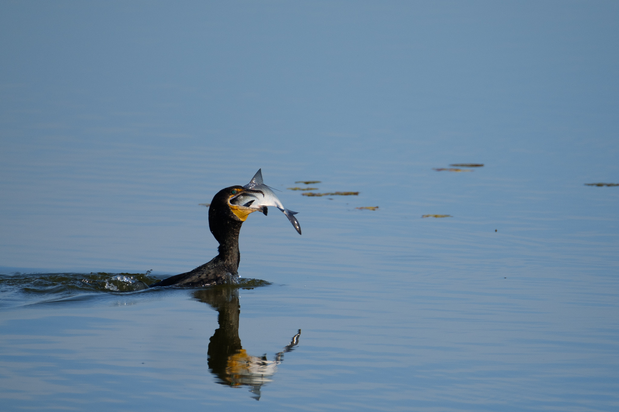 XF100-400mmF4.5-5.6 R LM OIS WR + 1.4x sample photo. Double-crested cormorant photography
