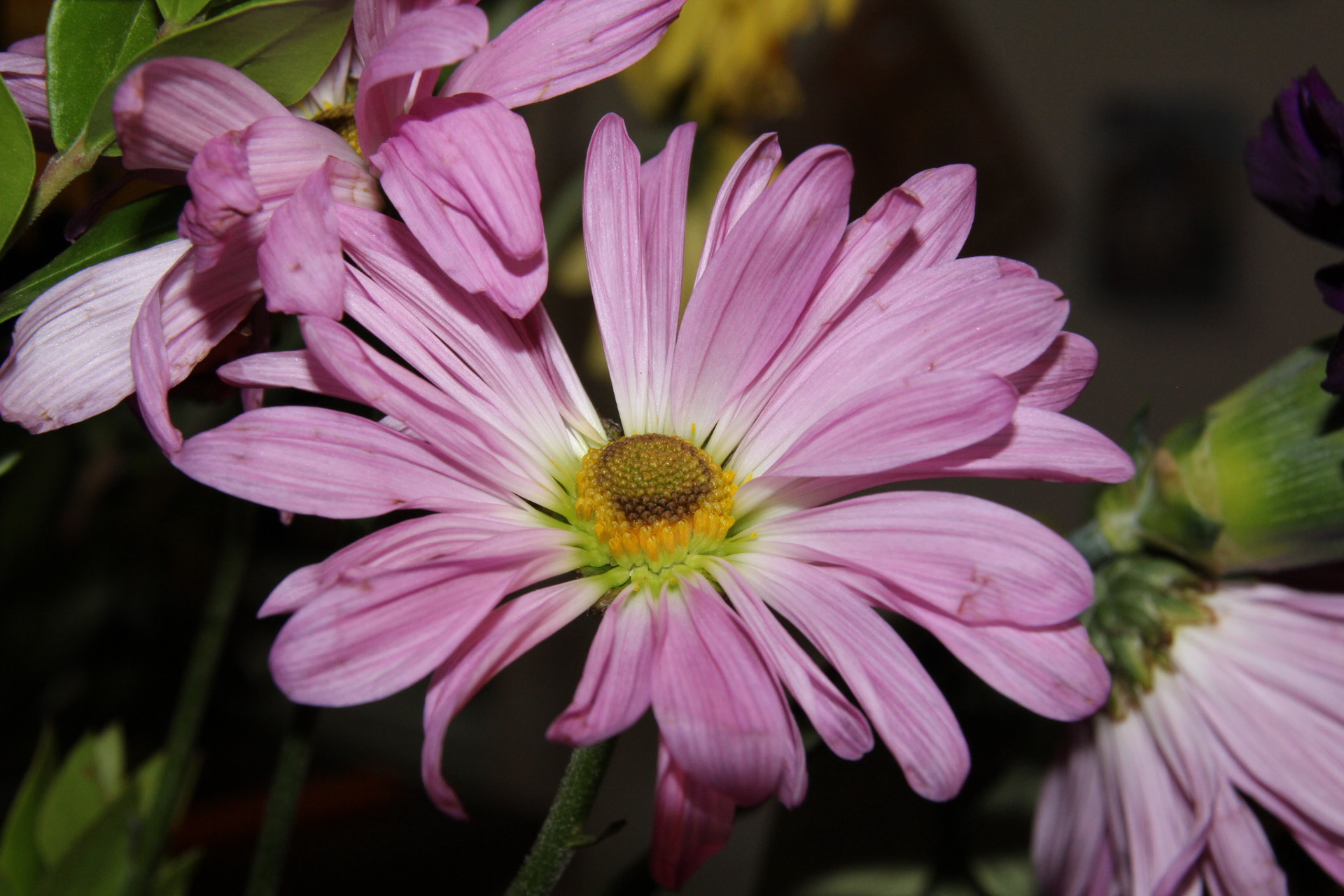 Sigma 18-250mm F3.5-6.3 DC OS HSM sample photo. Img photography