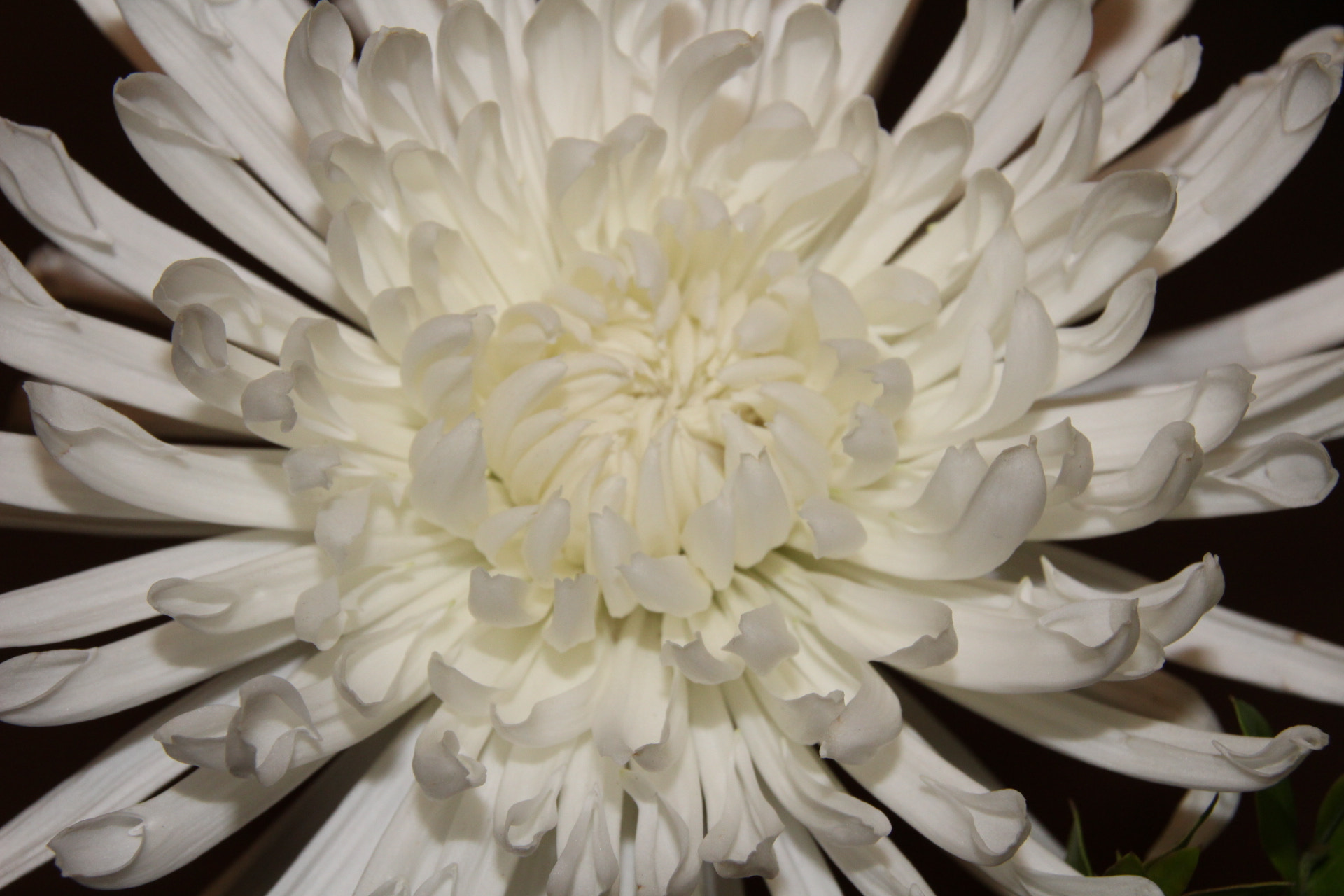 Sigma 18-250mm F3.5-6.3 DC OS HSM sample photo. Img photography
