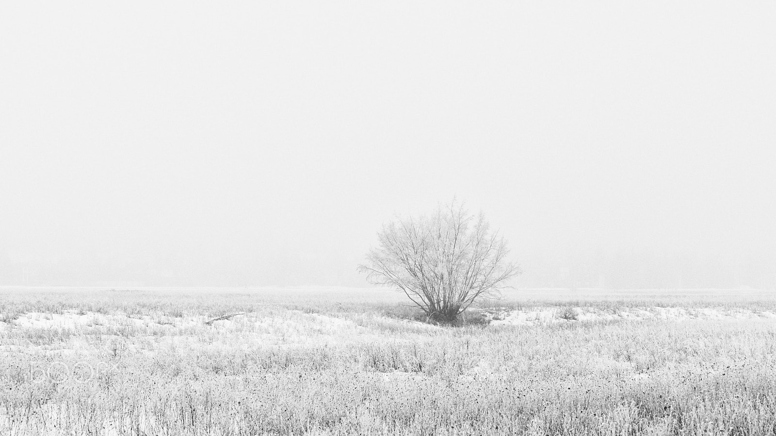 Nikon AF-S Nikkor 70-200mm F4G ED VR sample photo. Frosty tree bw photography