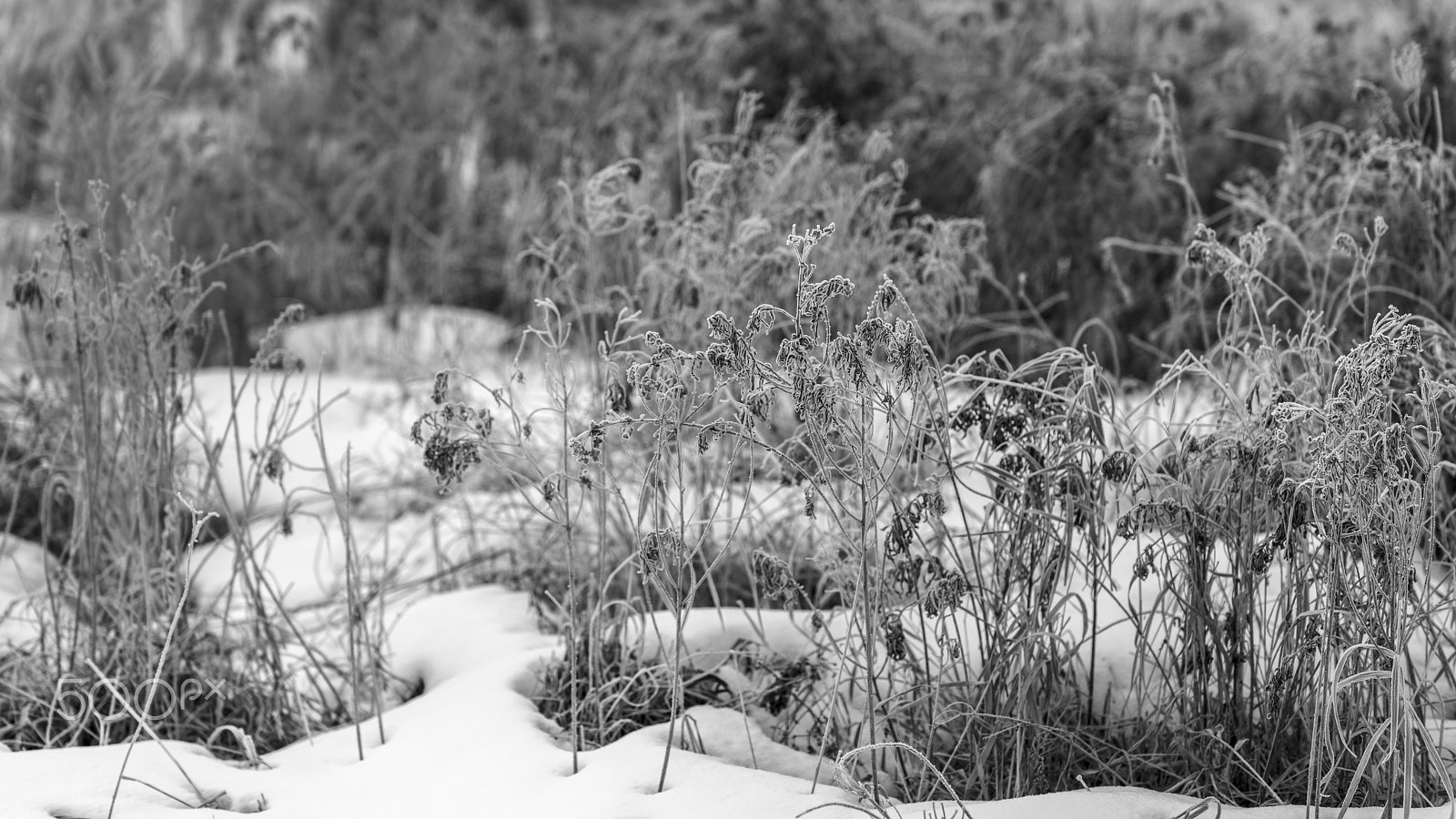Nikon AF-S Nikkor 70-200mm F4G ED VR sample photo. Frost on grasses bw photography