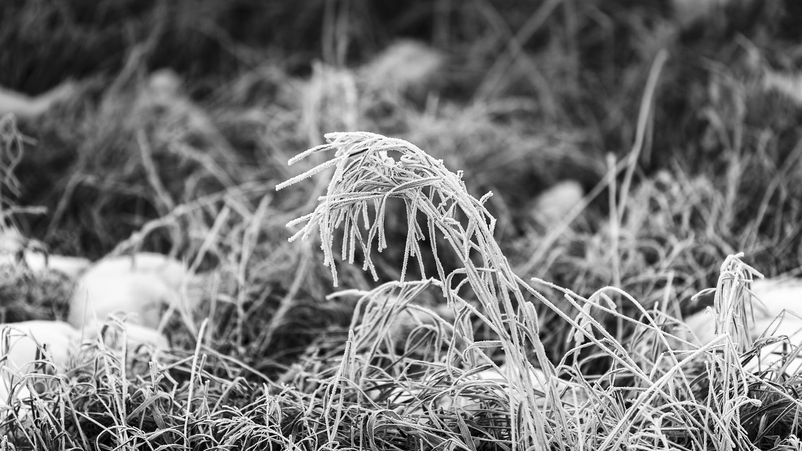 Nikon D810 + Nikon AF-S Nikkor 70-200mm F4G ED VR sample photo. Grasses and frost bw photography