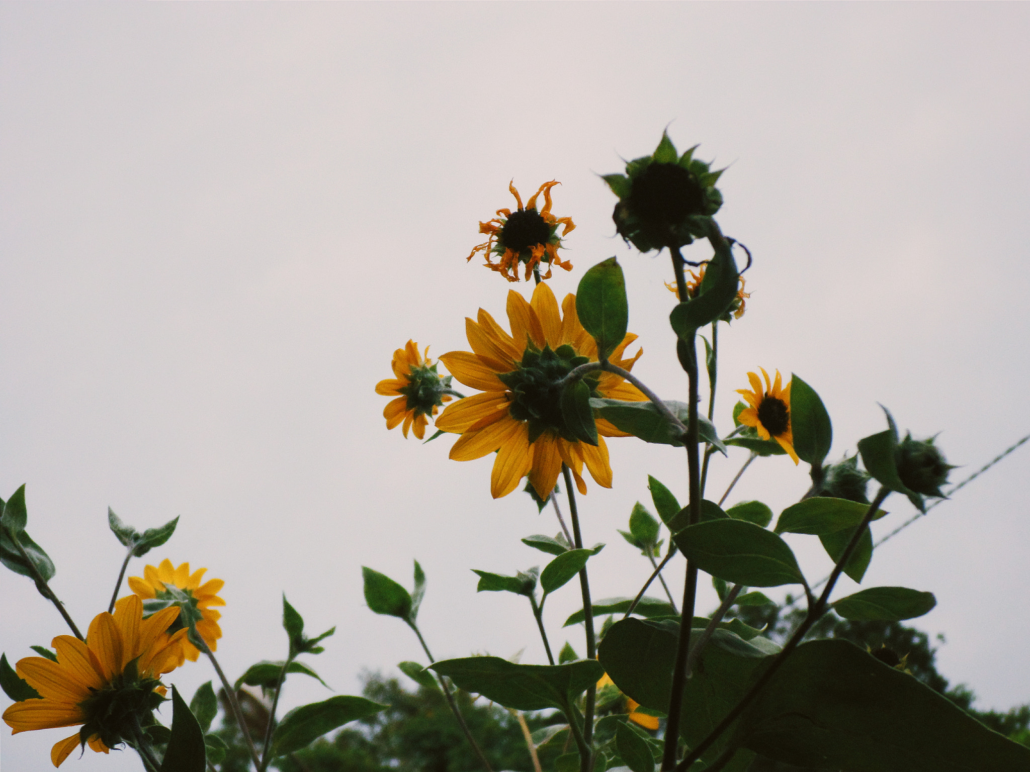 Samsung ST150F/ST151F/ST152F sample photo