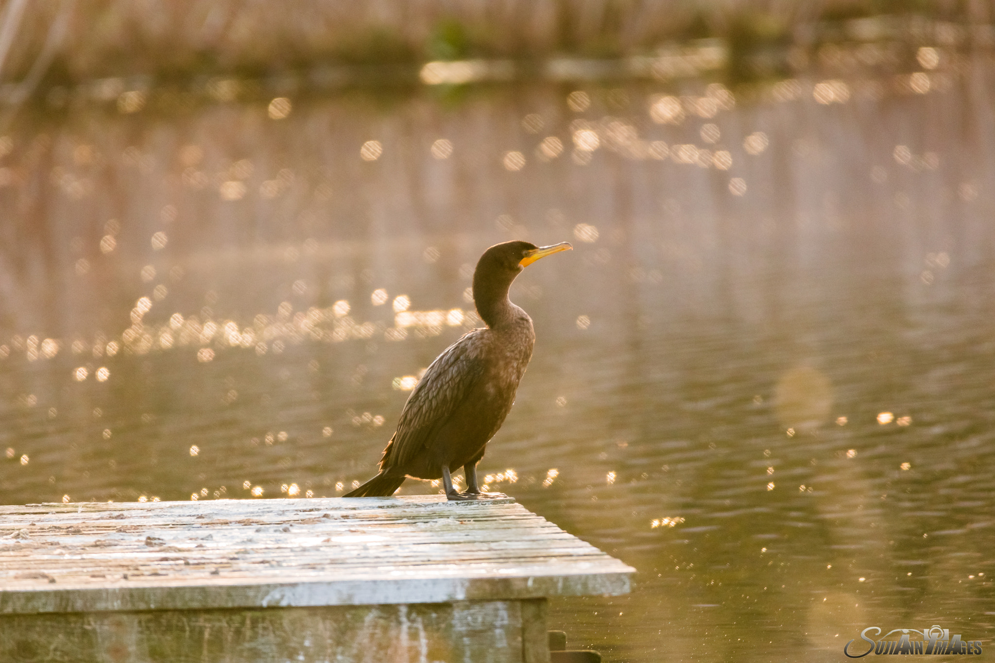 Sigma 150-600mm F5-6.3 DG OS HSM | C sample photo. Sunshine photography
