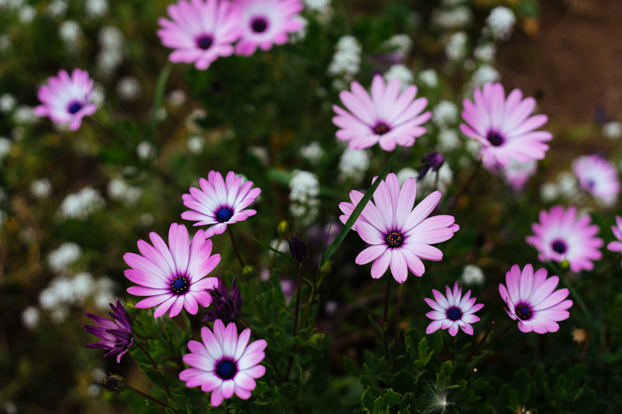 Sony a7 II + E 50mm F2 sample photo. Flowers photography