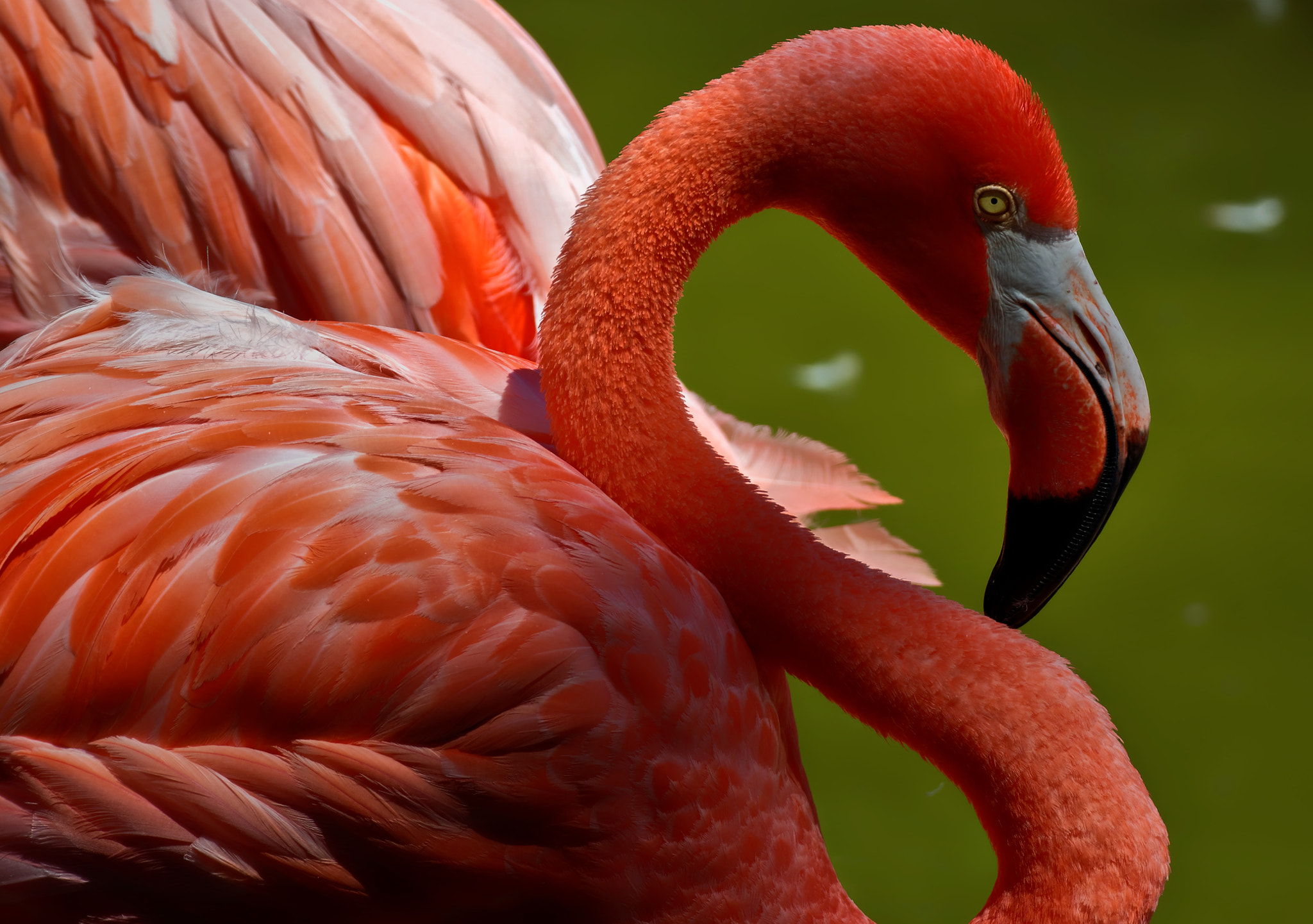 Canon EOS M3 sample photo. Flamingo photography