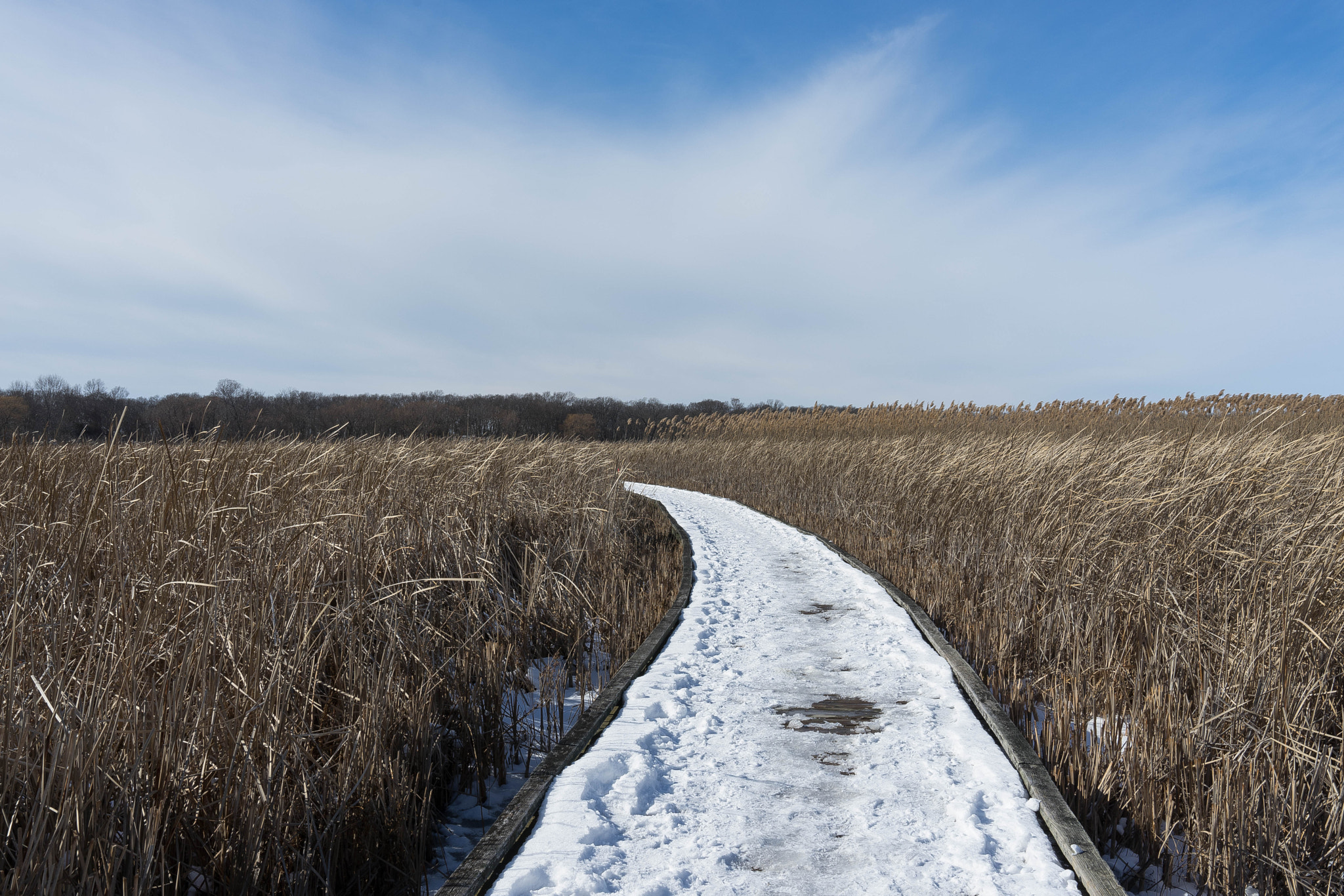 Sony a7 II + Sony FE 24-70mm F2.8 GM sample photo. Winter marsh photography