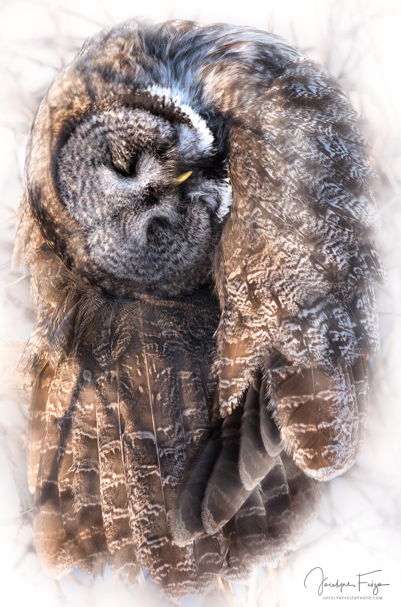 Nikon D750 sample photo. Great grey owl photography