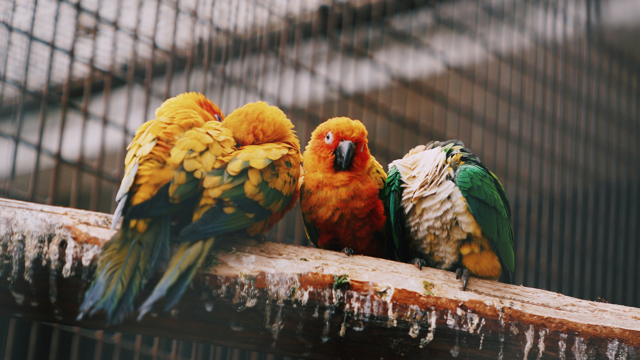 Sony FE 24-70mm F2.8 GM sample photo. Four parrots photography