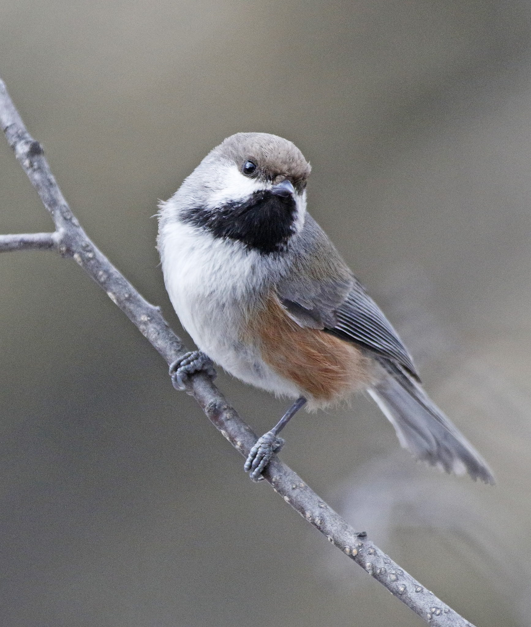 Canon EF 70-200mm F2.8L IS II USM sample photo. Boreal chickadee photography