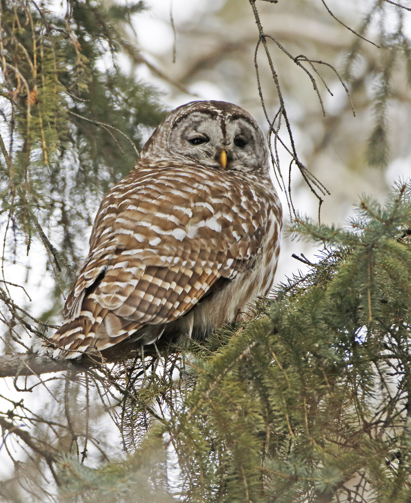 Canon EOS 7D Mark II + Canon EF 70-200mm F2.8L IS II USM sample photo. Barred owl photography