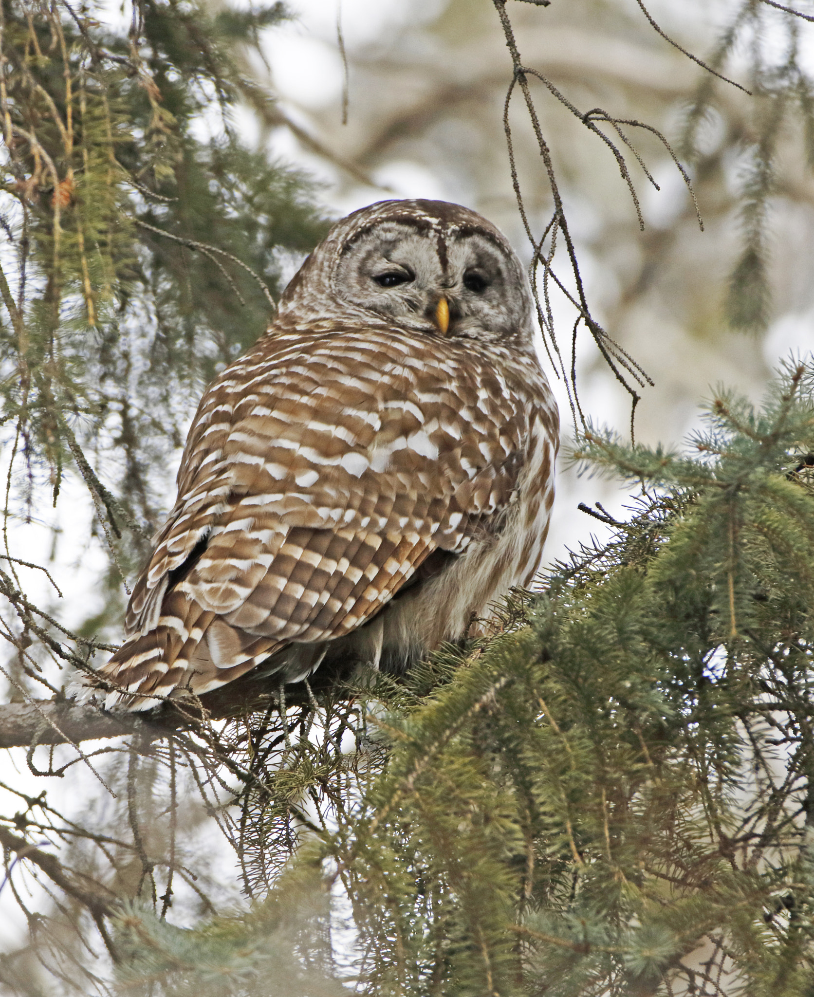 Canon EOS 7D Mark II sample photo. Barred owl photography