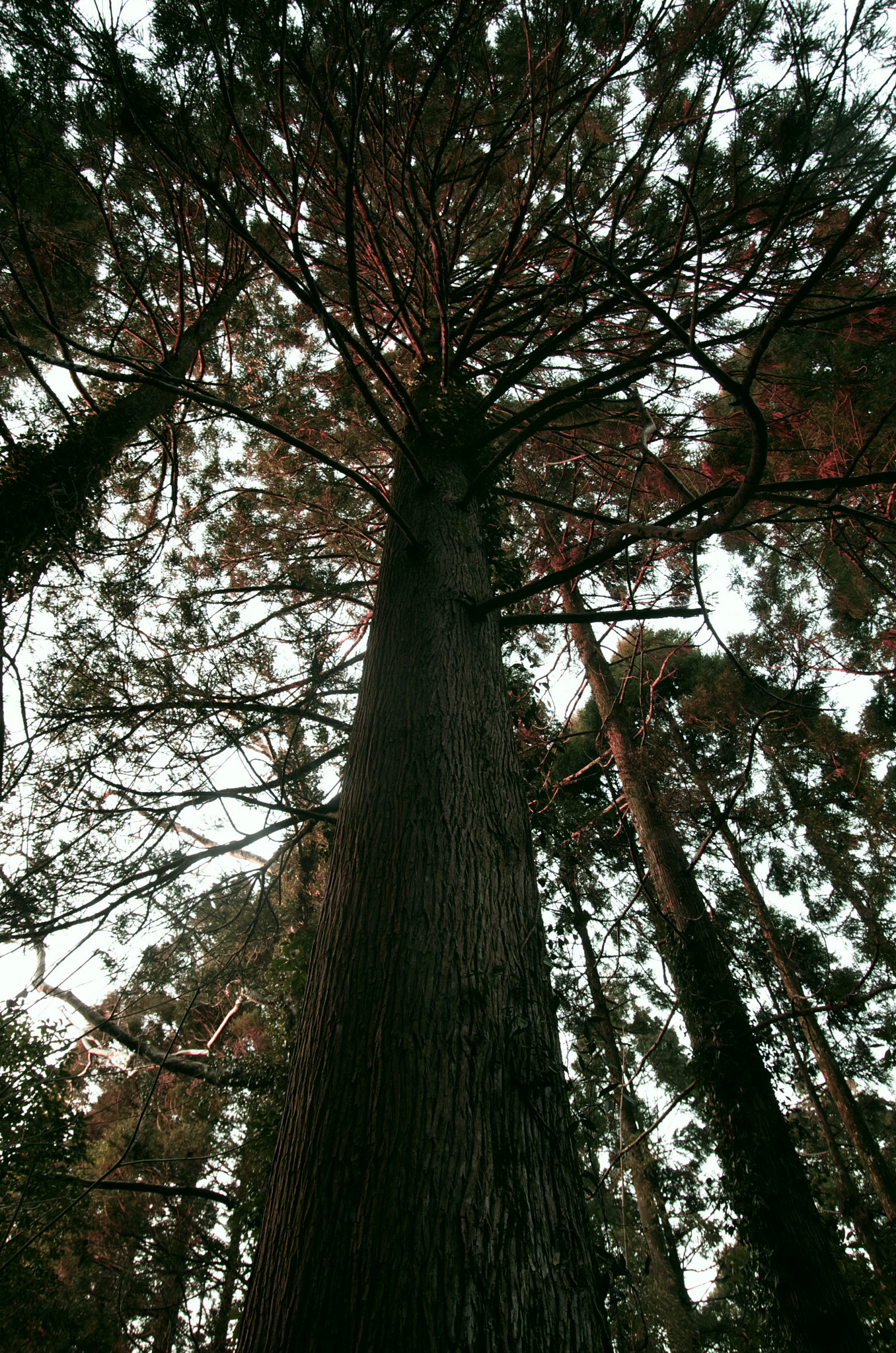 Pentax K-5 sample photo. Cedar photography