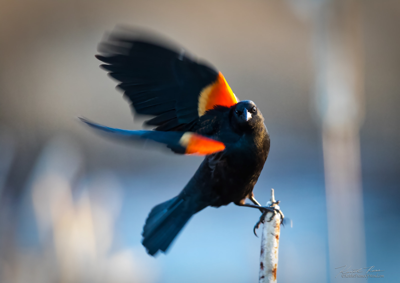 Canon EF 600mm F4L IS II USM sample photo. Red-winged blackbird photography