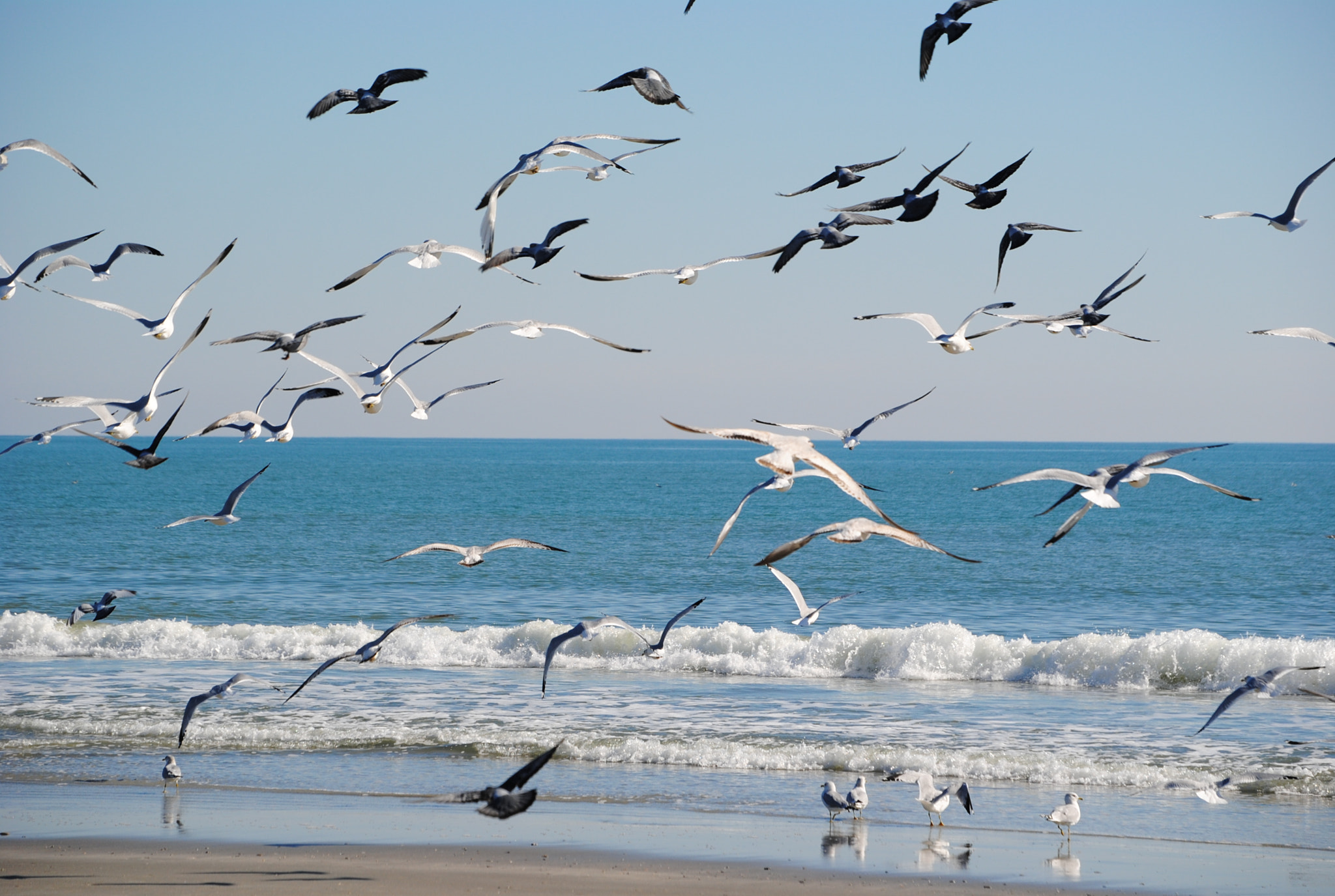 Nikon D3000 sample photo. Birds of a feather photography