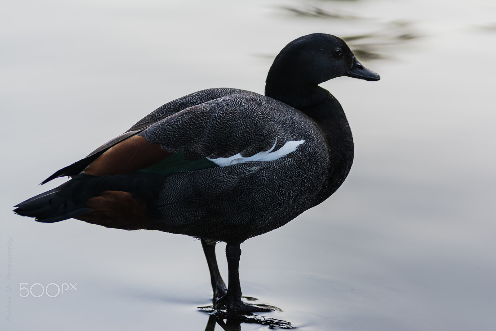 Nikon D7100 sample photo. Paradise shelduck -male photography