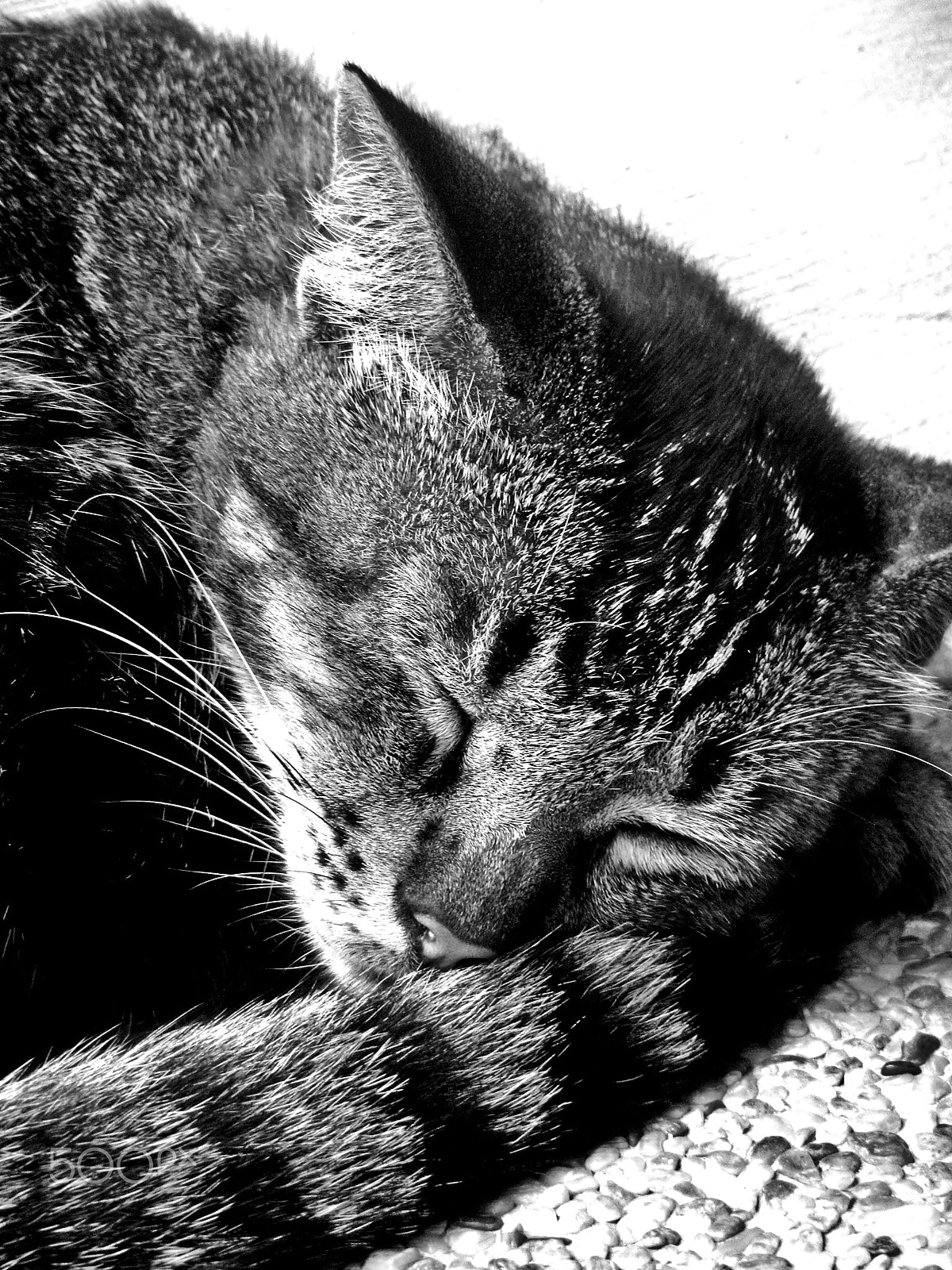 Nikon Coolpix S1200pj sample photo. A sleepy afternoon photography