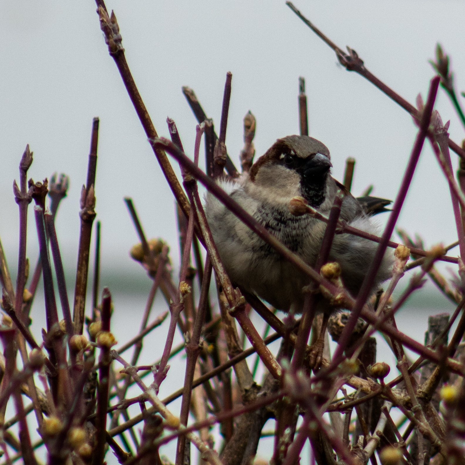 Canon EOS 750D (EOS Rebel T6i / EOS Kiss X8i) sample photo. Birds in the bushes photography