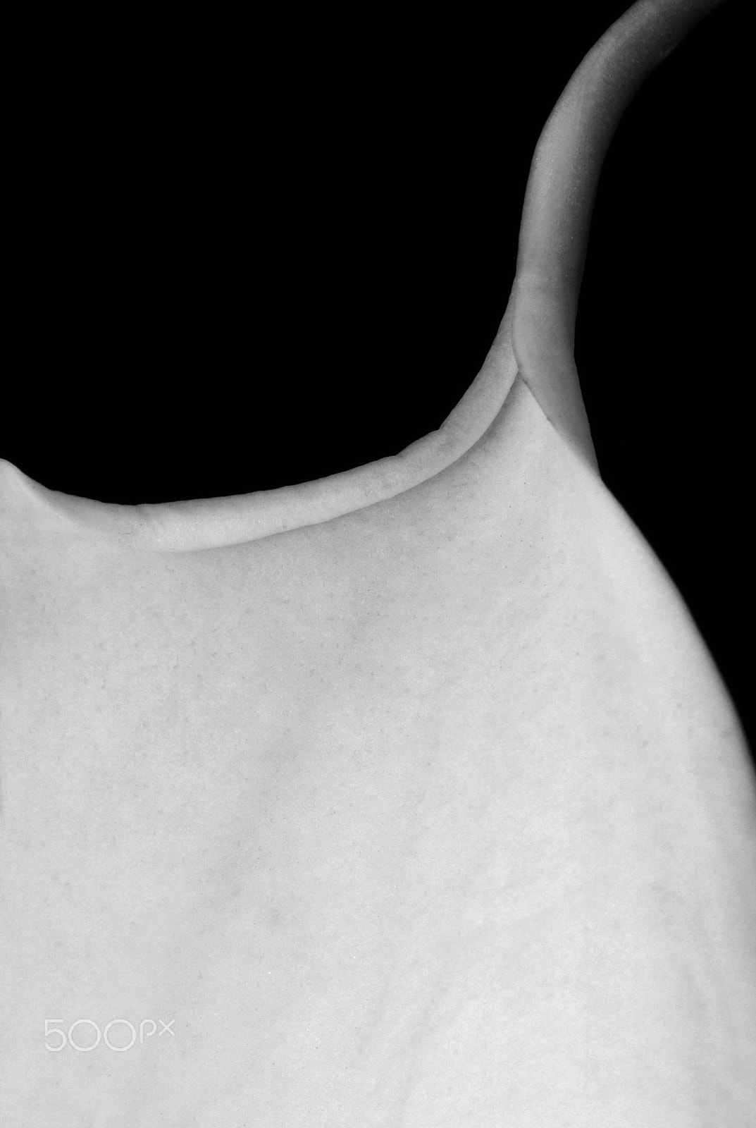 Canon EOS 760D (EOS Rebel T6s / EOS 8000D) sample photo. B&w calla lily 1059 photography