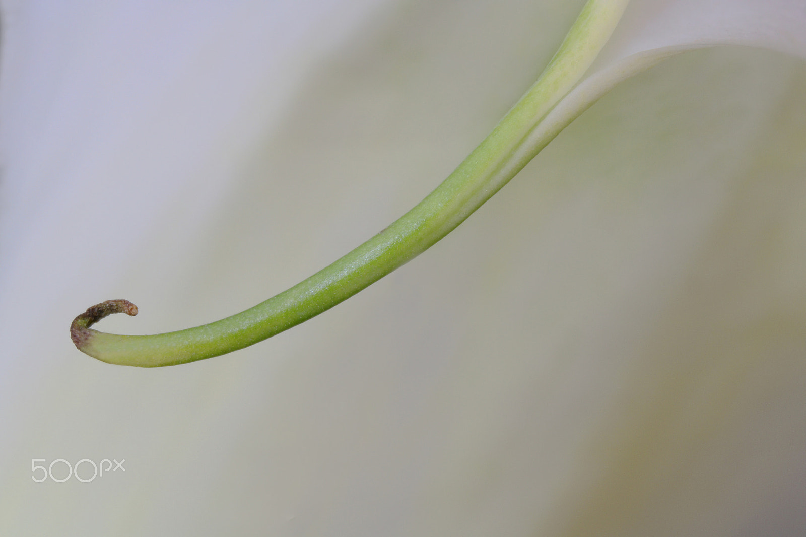 Canon EOS 760D (EOS Rebel T6s / EOS 8000D) sample photo. Calla lily 1066 photography