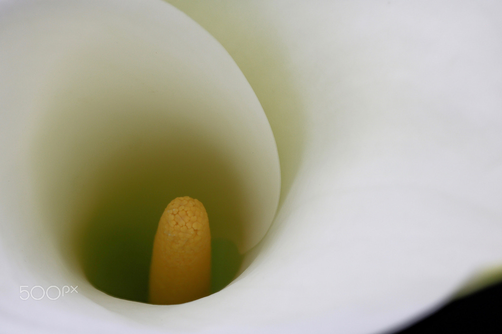 Canon EOS 760D (EOS Rebel T6s / EOS 8000D) sample photo. Calla lily 1067 photography