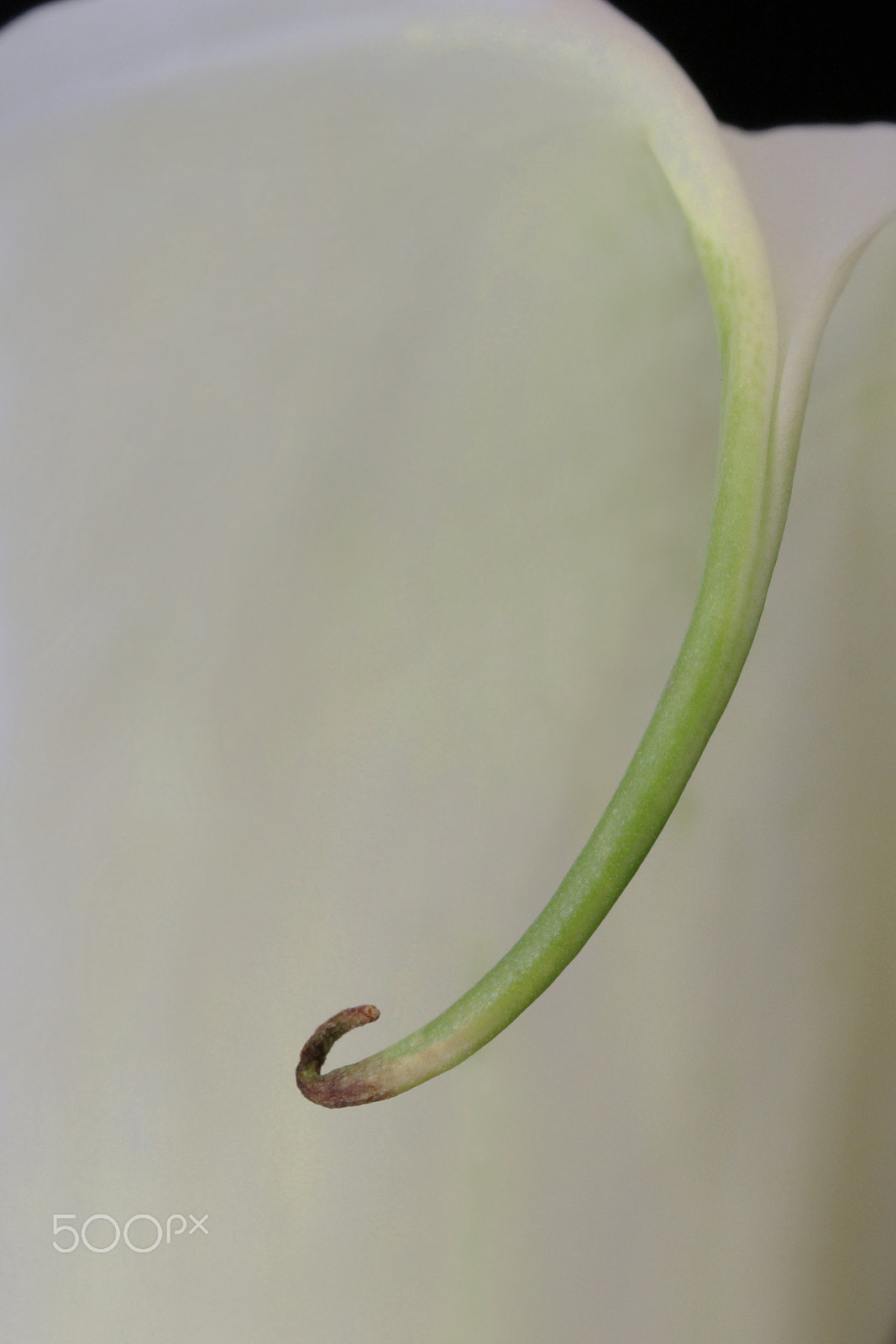 Canon EOS 760D (EOS Rebel T6s / EOS 8000D) sample photo. Calla lily 1060 photography