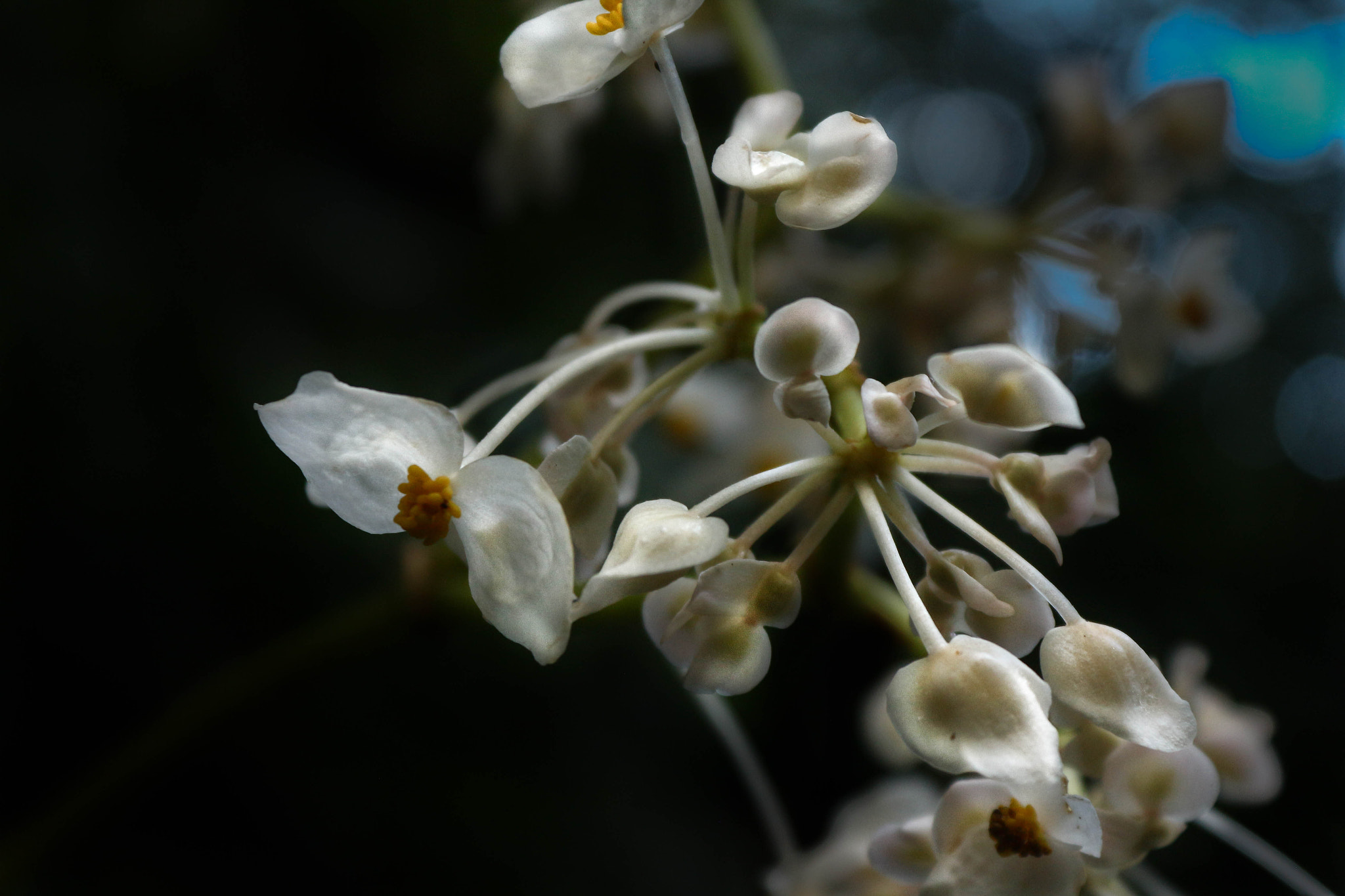 Canon EOS 650D (EOS Rebel T4i / EOS Kiss X6i) sample photo. White tiny flowers. photography