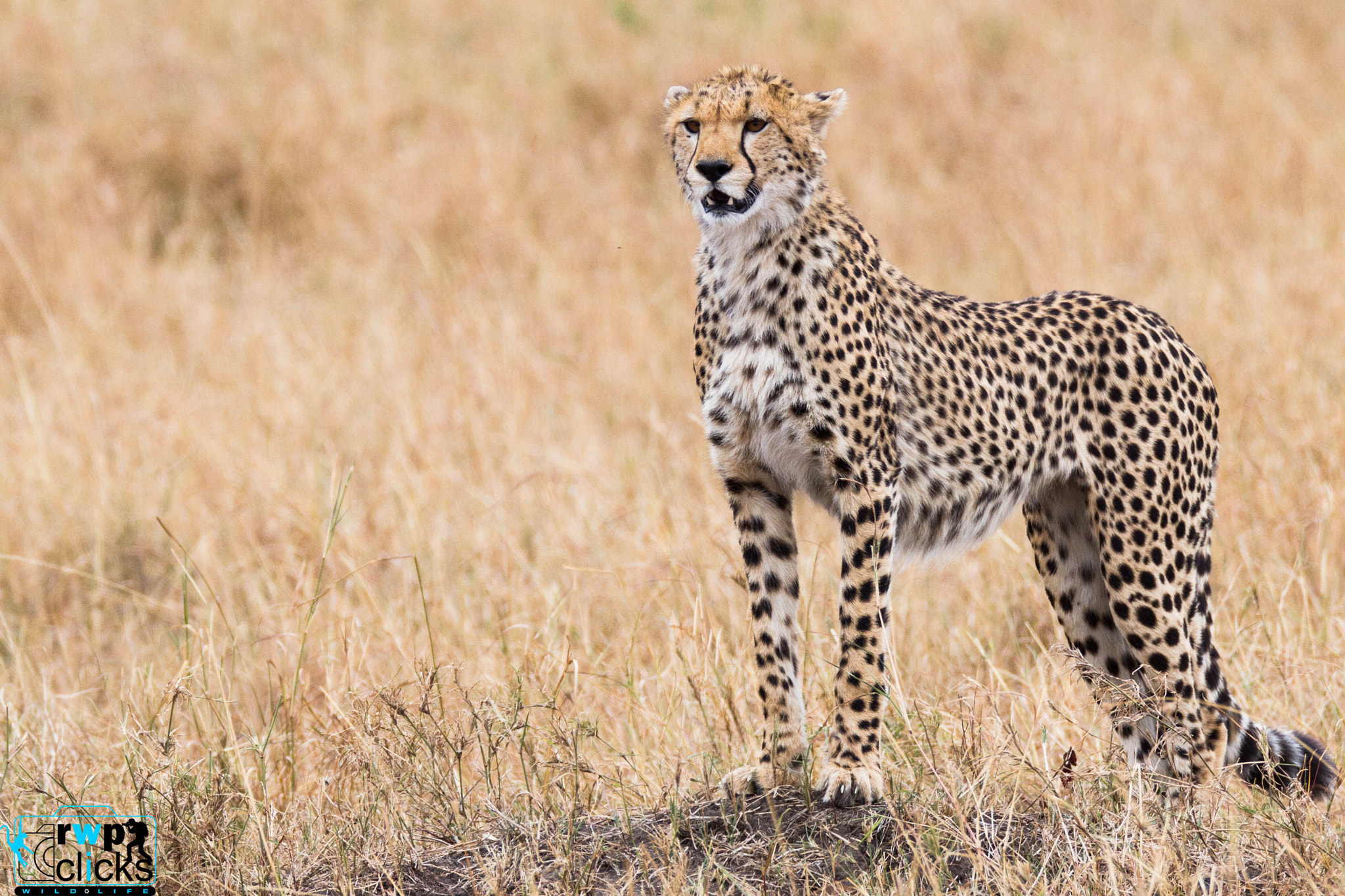 150-600mm F5-6.3 DG OS HSM | Sports 014 sample photo. Cheetah looking for prey photography