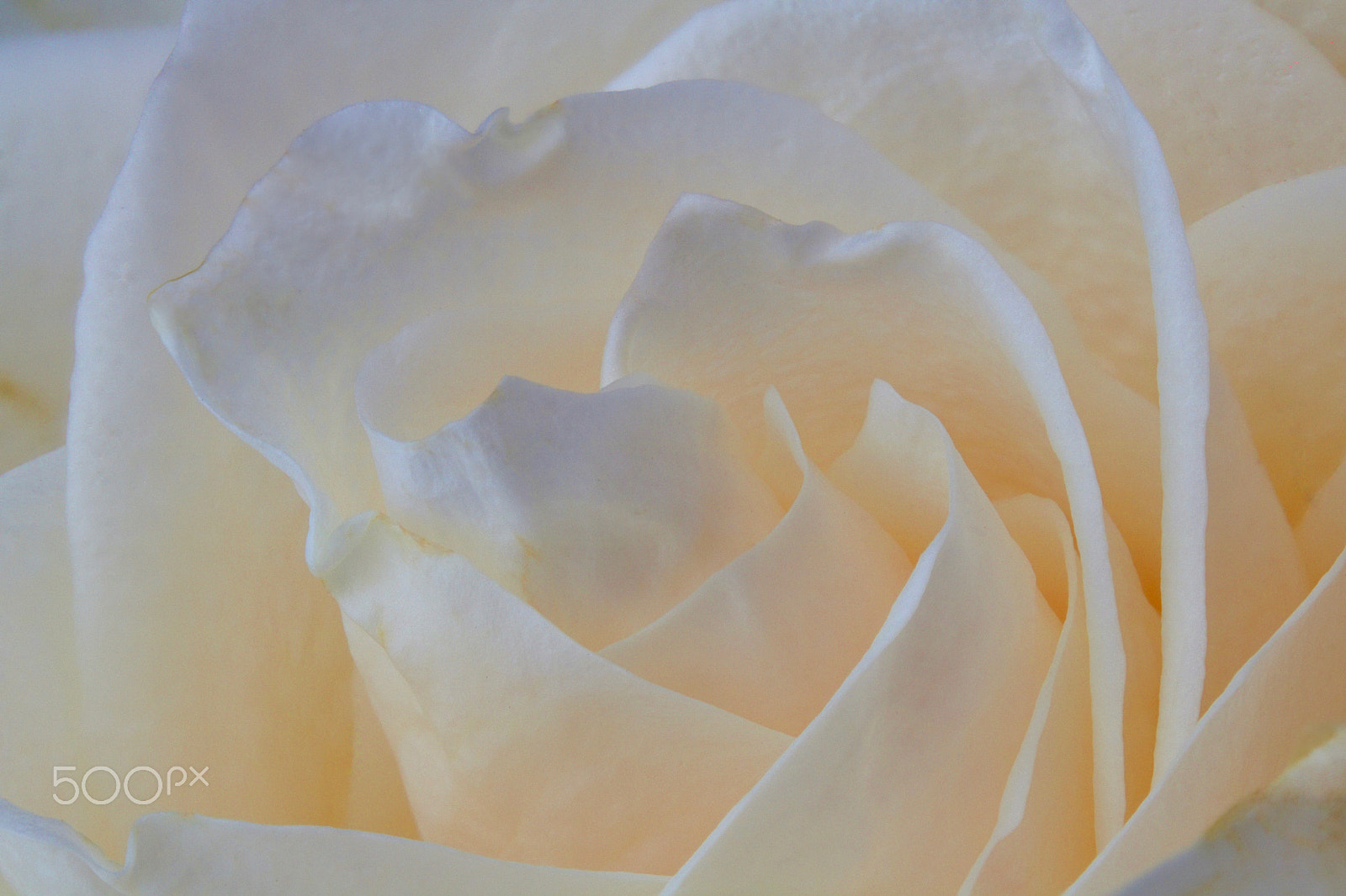 Canon EOS 760D (EOS Rebel T6s / EOS 8000D) sample photo. Rose 1009 photography