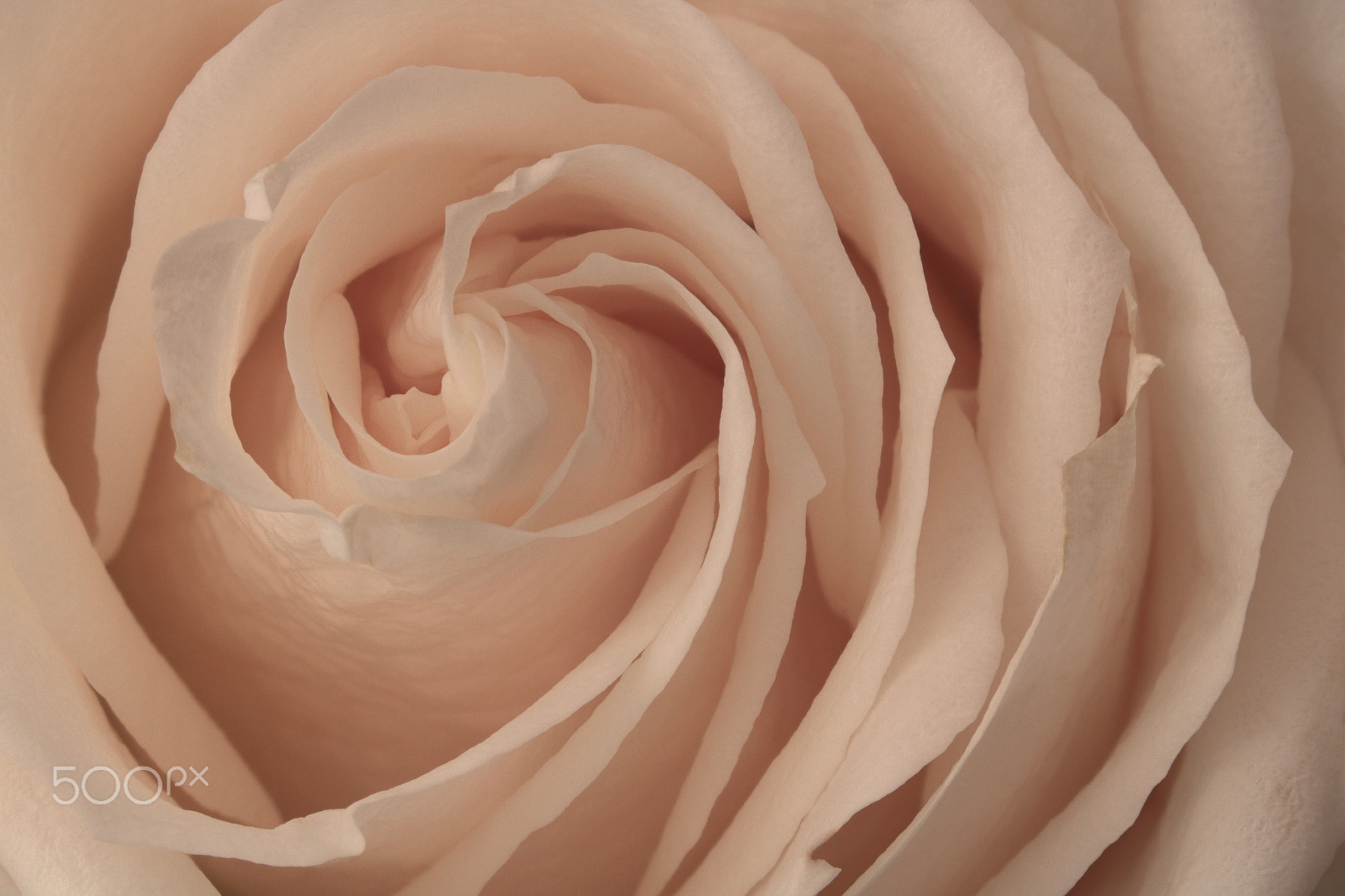 Canon EOS 760D (EOS Rebel T6s / EOS 8000D) sample photo. Rose 1014 photography